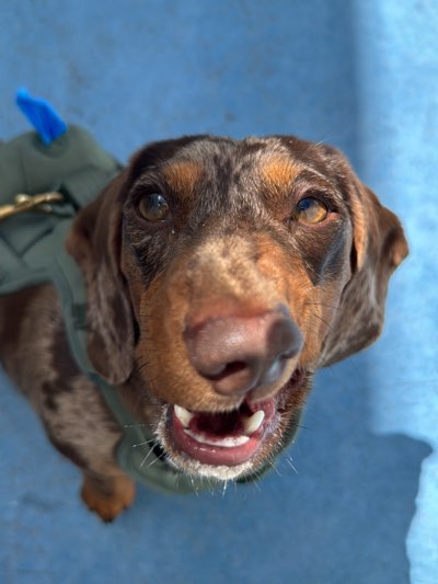 A dappled brown dachshund is captured in a close-up, low-angle shot, looking directly at the camera with an open-mouthed, seemingly happy expression. The dog's coat is a mix of rich brown and lighter tan markings, particularly noticeable on its face, ears, and chest. Its eyes, a warm amber color, are bright and focused upwards. The dog is wearing a padded, olive green harness or jacket, with a glimpse of a gold-colored buckle or attachment visible on its left side.
The background is a vibrant, solid blue, suggesting a painted surface such as pavement, a wall, or perhaps a pool area, bathed in bright, clear sunlight. Shadows are cast on the dog's nose and face, indicating direct overhead sun, likely during the day. The dog's mouth is slightly open, revealing its lower teeth and gums, contributing to its cheerful demeanor. A few white whiskers are visible around its muzzle. The image conveys a sense of playfulness and engagement from the dog, possibly interacting with its owner or a photographer. No text is visible in the image. The setting is an outdoor area in West Hollywood, United States.