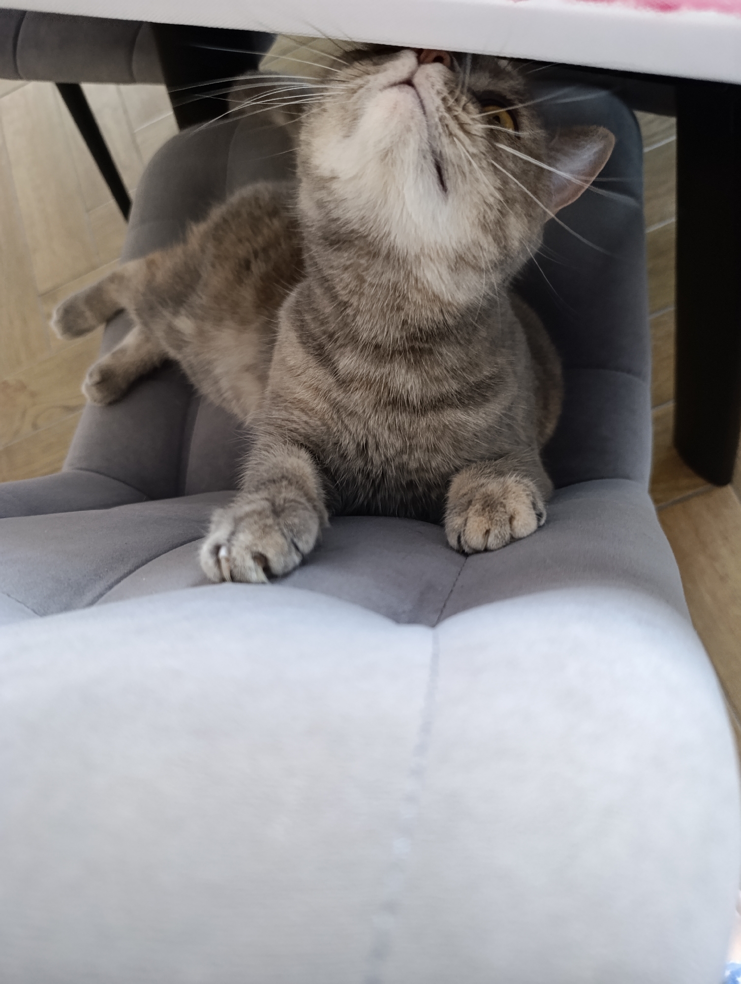 A gray tabby cat sits on a gray chair under a table. The cat is looking up at the table. The chair is positioned on a wooden floor. The location is potentially Chaikovsky, Russia.