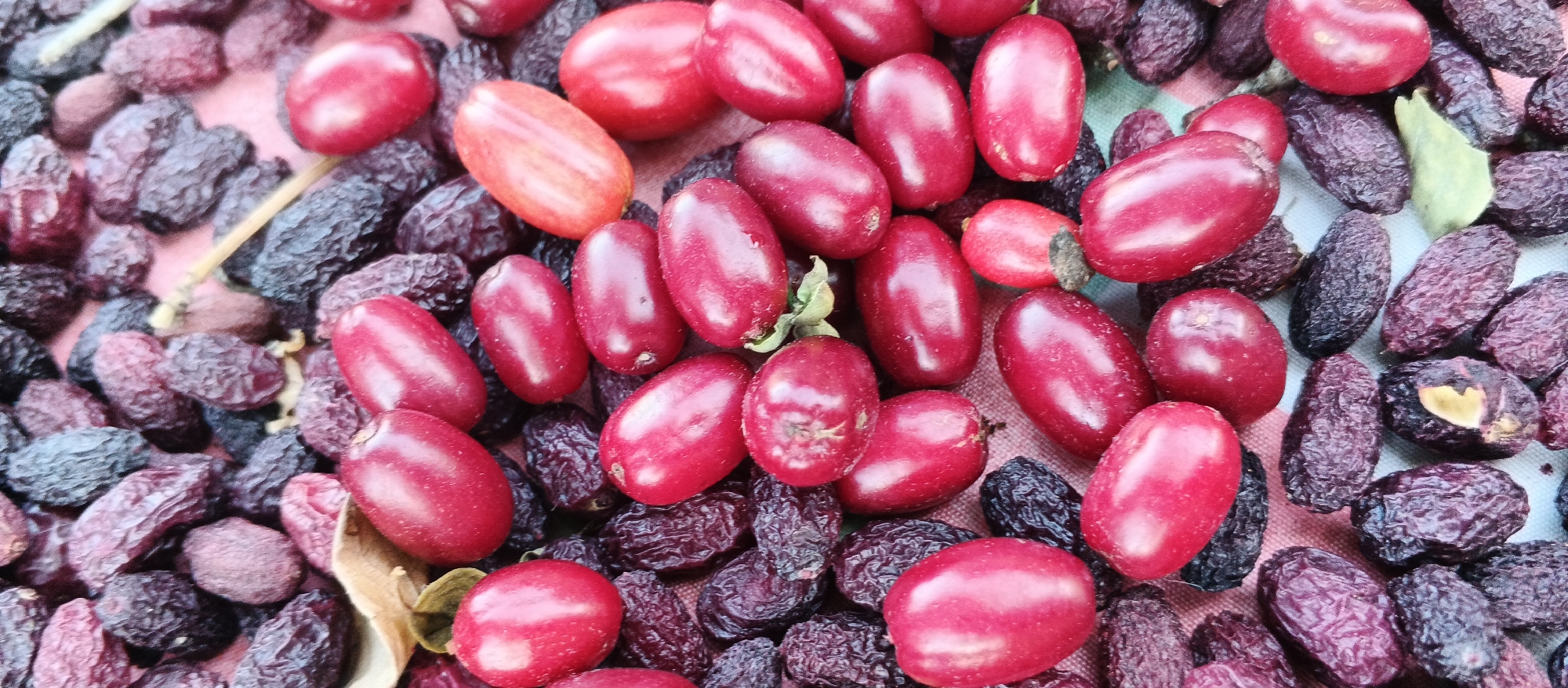 A close-up, overhead view shows a scattered pile of dried fruits, primarily dark purple raisins and bright red dogwood berries. The fruits are densely packed and unevenly distributed on a textured, light pink surface, possibly a tablecloth or a mat. Some of the red berries are elongated and smooth, while others are more oval. The raisins appear shriveled and wrinkled, with a deep purplish-black hue. A few dried leaves and stems are interspersed among the fruits. The lighting is soft, casting minimal shadows, and the focus is sharp on the textures and colors of the produce. The scene is consistent with a market stall or a home pantry in Smila, Ukraine, where such dried fruits are commonly sold or stored. There are no people or animals present, and no actions or interactions are depicted.