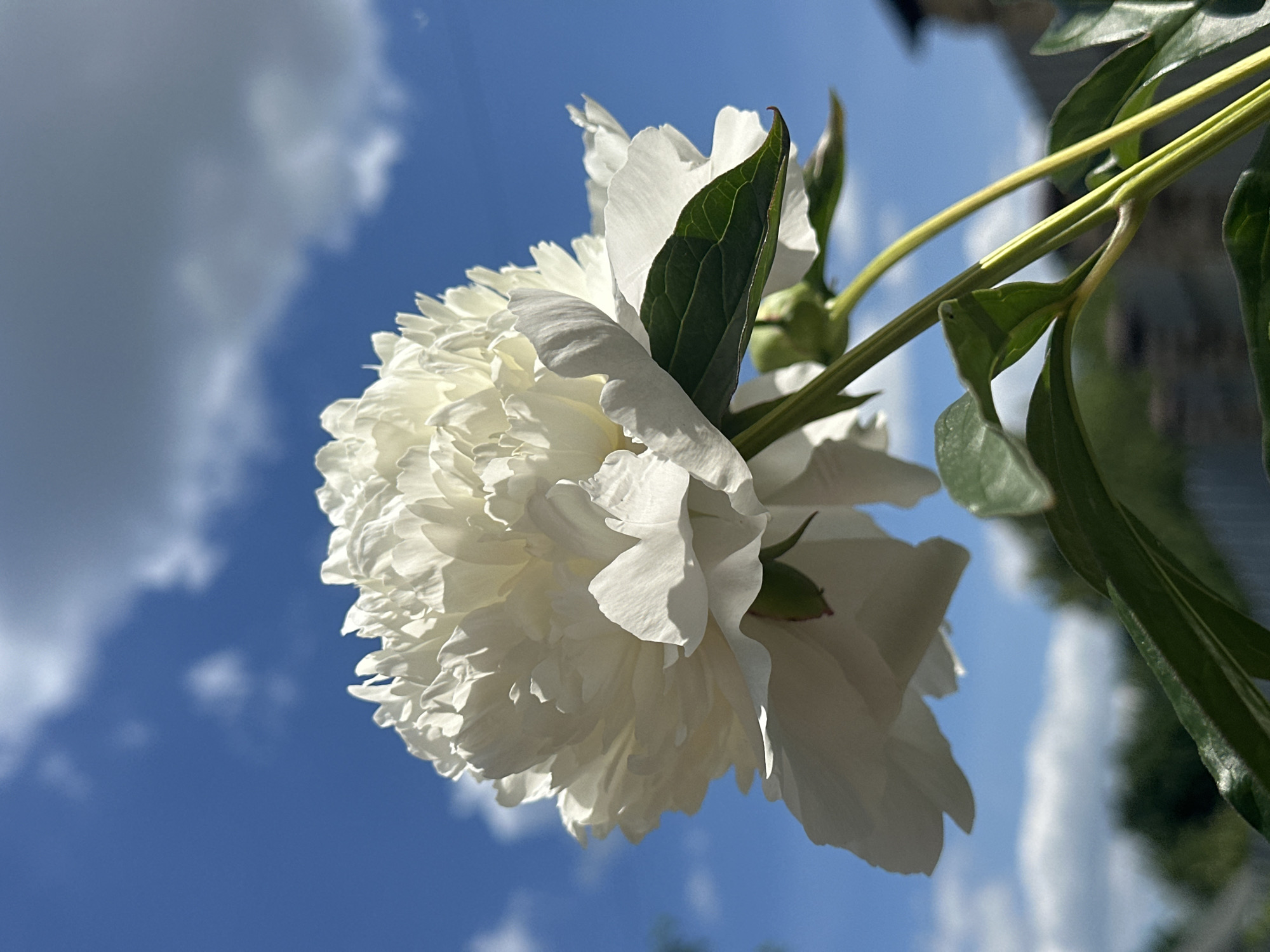 A white peony flower is shown in close-up against a blue sky with scattered white clouds. The flower has many delicate, ruffled petals and is angled slightly to the right, with its stem and green leaves visible in the foreground. The background shows a blurred green tree line and a hint of a building or fence. The image appears to have been taken outdoors on a sunny day. The location is not specified in Nizhny Novgorod, Russia.
