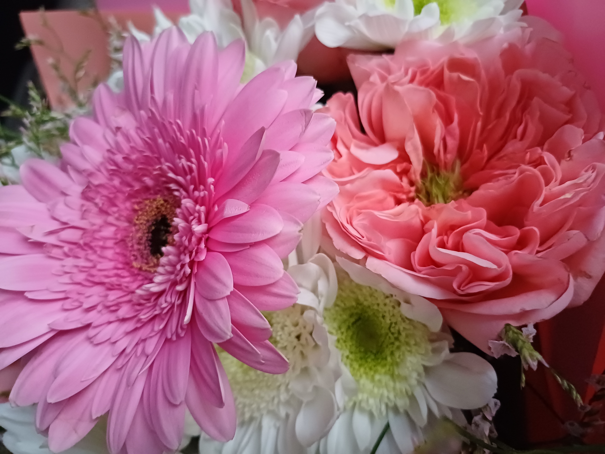 A close-up shot showcases a vibrant bouquet of flowers. A large pink gerbera daisy dominates the upper portion of the frame, its petals radiating outwards. Below it, a cluster of delicate white chrysanthemum-like flowers are visible, interspersed with two lush pink carnation-like blooms. The center of the white flowers appears to have a pale green hue. The background is blurred, hinting at a dark environment with some indistinct pink elements. The flowers are arranged tightly, creating a rich and textured composition. The image is taken from a high angle, looking down into the bouquet.