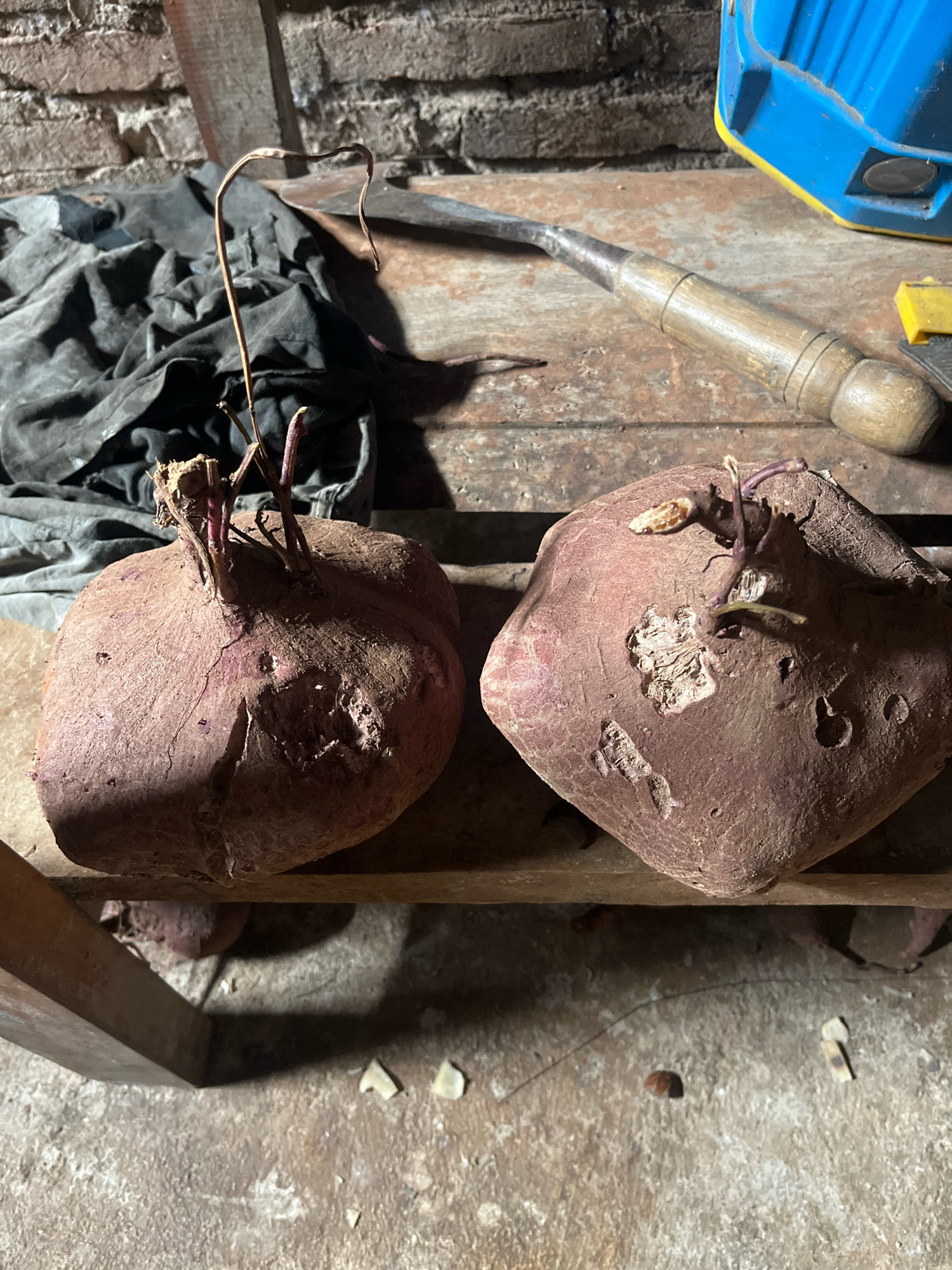 Two large, purplish, root vegetables with sprouts are positioned on a wooden surface. The left vegetable is roughly spherical and appears to be a yam. The right vegetable is also purplish and has a more irregular, flattened shape, suggesting it might also be a yam or a similar root crop. Both vegetables show signs of age and have some damage or imperfections on their surfaces.
The wooden surface appears to be a rustic shelf or table, with a rough texture and visible grain. Behind the vegetables, a dark, wrinkled cloth is draped, partially obscuring the background. A metal tool with a wooden handle, possibly a chisel or gouge, rests on the wooden surface to the right of the vegetables. A bright blue and yellow object, possibly a toolbox or some kind of equipment, is visible in the upper right corner. The background consists of a rough, brick wall and more wooden elements, suggesting a storage area or workshop. The floor beneath the wooden surface is concrete, with scattered debris.
The scene is lit with artificial light, creating strong shadows. The overall impression is one of rustic storage and potentially agricultural produce in a dimly lit, functional space. The location, Sidomulyo, Indonesia, implies a context of tropical agriculture.