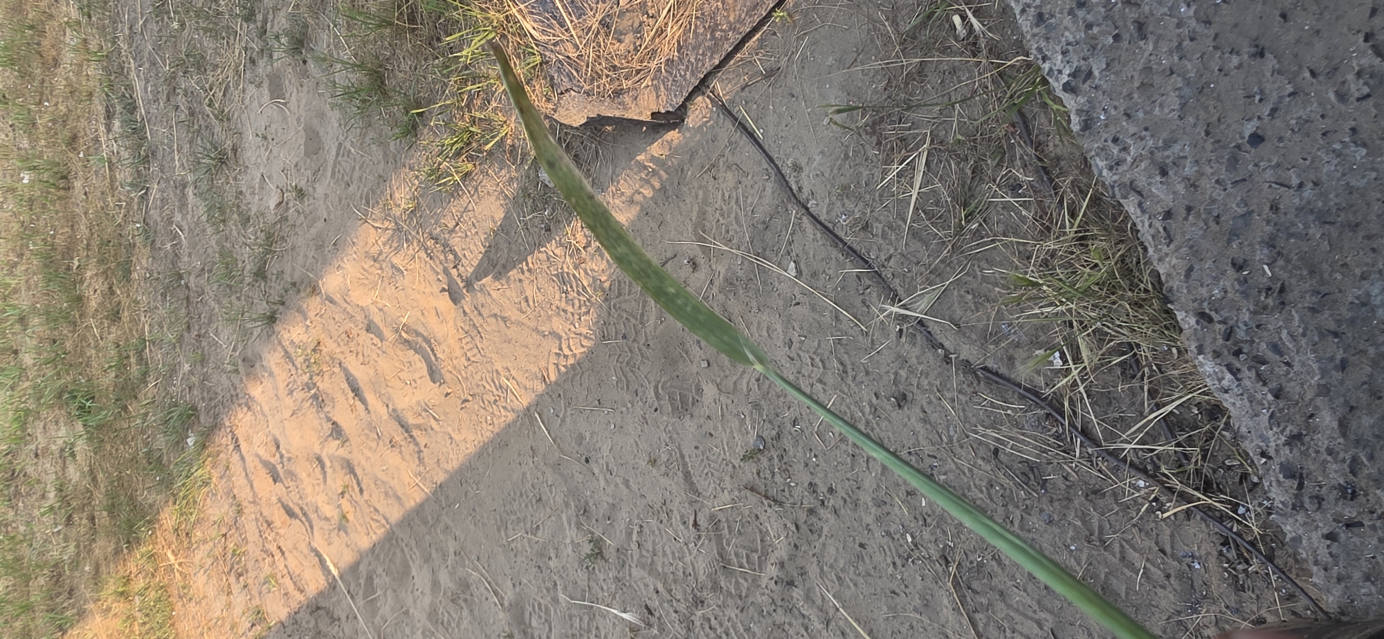 The media file shows a close-up, high-angle view of a single green plant stalk lying diagonally across a sandy ground. The stalk is long and slender, with a pointed tip, and appears to be a stem with a few leaf-like structures. The ground is composed of dry sand with some scattered dry grass and small pebbles. There are visible imprints on the sand, resembling footprints or tire tracks.
In the upper right portion of the image, a rough, gray concrete edge is visible, suggesting the stalk is near a paved area or structure. A thin, black cable runs along the ground near the concrete. The lighting suggests it is either early morning or late afternoon, with long shadows cast across the sand, indicating the sun is low in the sky. The overall scene is outdoors, in a dry, possibly arid or semi-arid environment.
There is no visible text in the media file. The location context provided is Nizhnevartovsk, Russia. The image does not contain any people or explicit emotional cues. The activity, if any, is not evident beyond the plant stalk lying on the ground.
