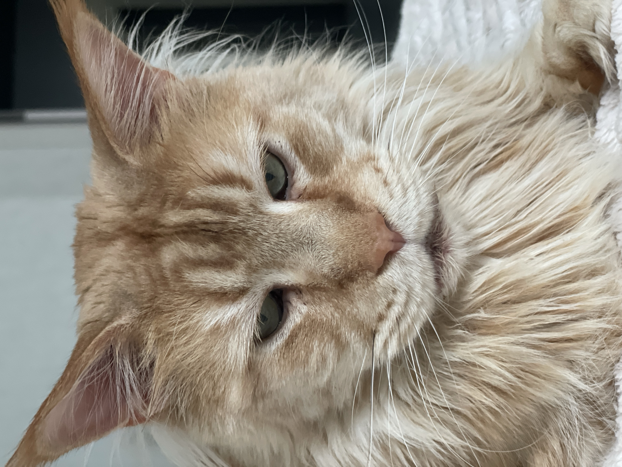 This is a close-up, head-on, portrait-style photograph of an orange tabby Maine Coon cat. The cat has large, pointed ears with tufts of fur, expressive green eyes, a prominent pink nose, and long white whiskers. Its fur is a mix of orange and cream with darker tabby stripes visible on its forehead. The cat is looking directly at the camera with a neutral or slightly unimpressed expression. The background is blurred and appears to be an indoor setting with a light-colored wall and a darker area to the right. There is no indication of the city of Rozsoshentsi, Ukraine, or any other specific location.