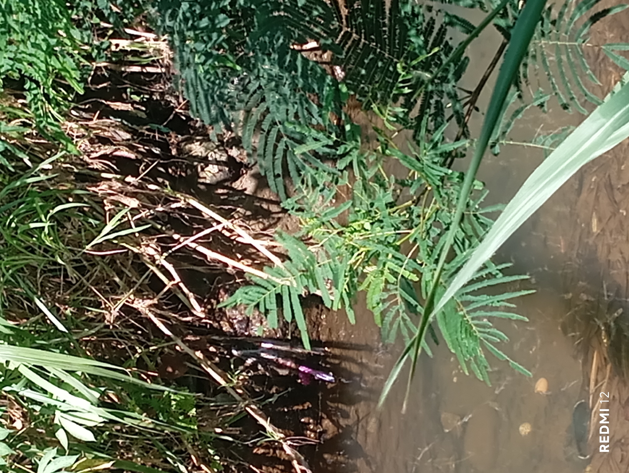 The image shows a shallow, muddy stream in Pagar Alam, Indonesia, with lush green vegetation growing along its banks and in the water. The water is clear enough to reveal some small stones and debris at the bottom. Several types of plants are visible, including tall, reedy grasses on the left and feathery, fern-like plants on the right and in the center. The overall impression is one of a natural, overgrown environment. There are no people or animals visible in the image. The lighting suggests it is daytime, with dappled sunlight filtering through the leaves. A watermark on the bottom left reads "REDMI 12."