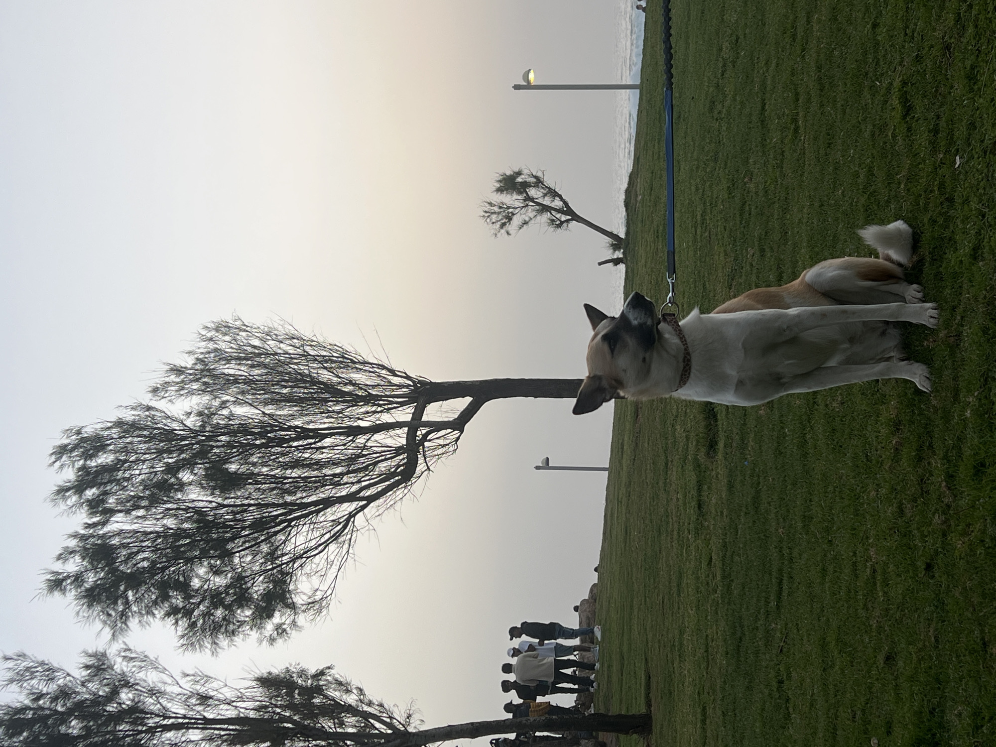 A dog lies on a grassy slope next to a tree in a park setting. In the background, a group of people stand near the edge of the slope overlooking a beach and the Mediterranean Sea. Streetlights are visible along the coast. The scene is likely in Tel Aviv, Israel, given the coastal environment.