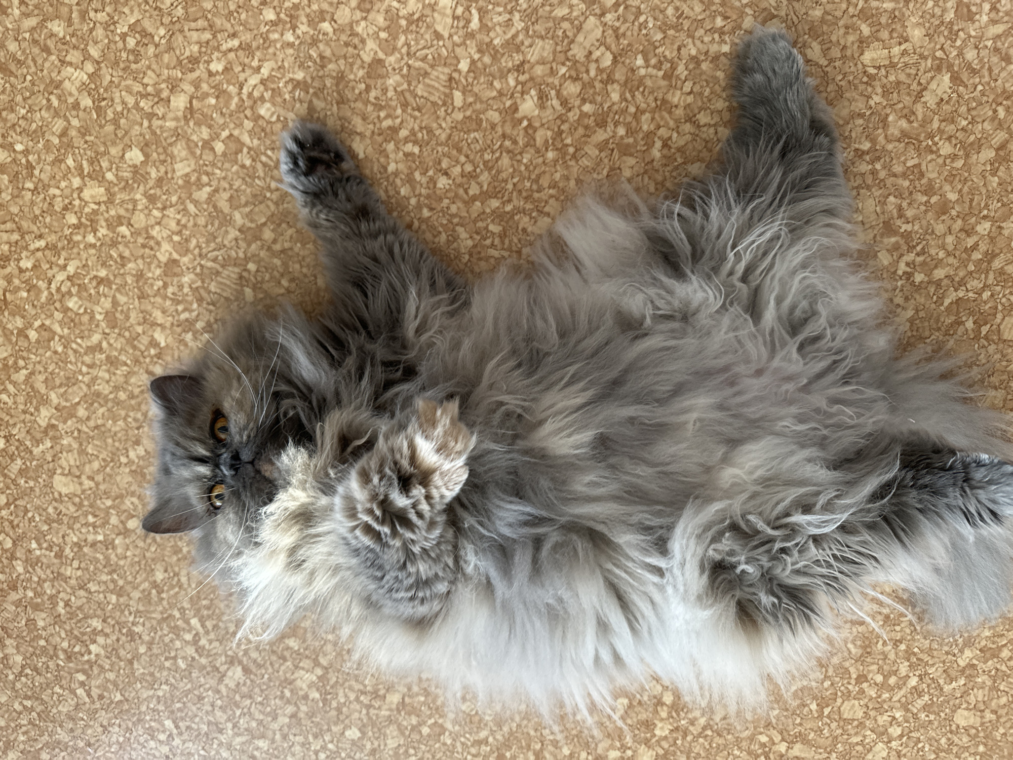 A gray Persian cat is lying on its back on a cork floor. The cat is facing the camera and has yellow eyes. The cat's paws are curled up towards its chest. The location of the image is not specified.