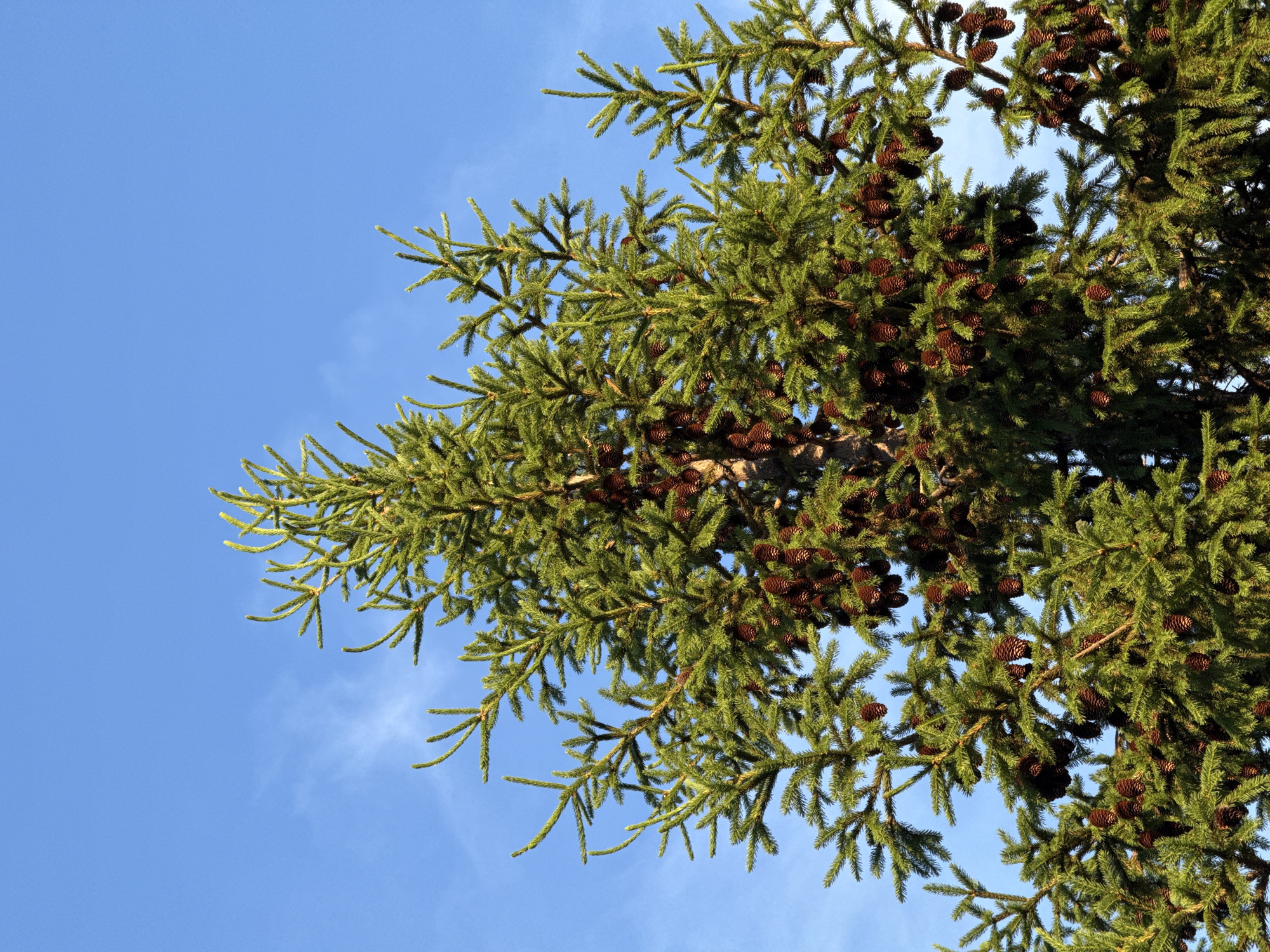A low-angle shot shows green spruce tree branches heavily laden with brown cones, set against a light blue sky with wisps of white clouds. The branches fill the majority of the frame, with the sky visible in the spaces between them. The location in Kazan, Russia is not possible to verify from the context of the image.