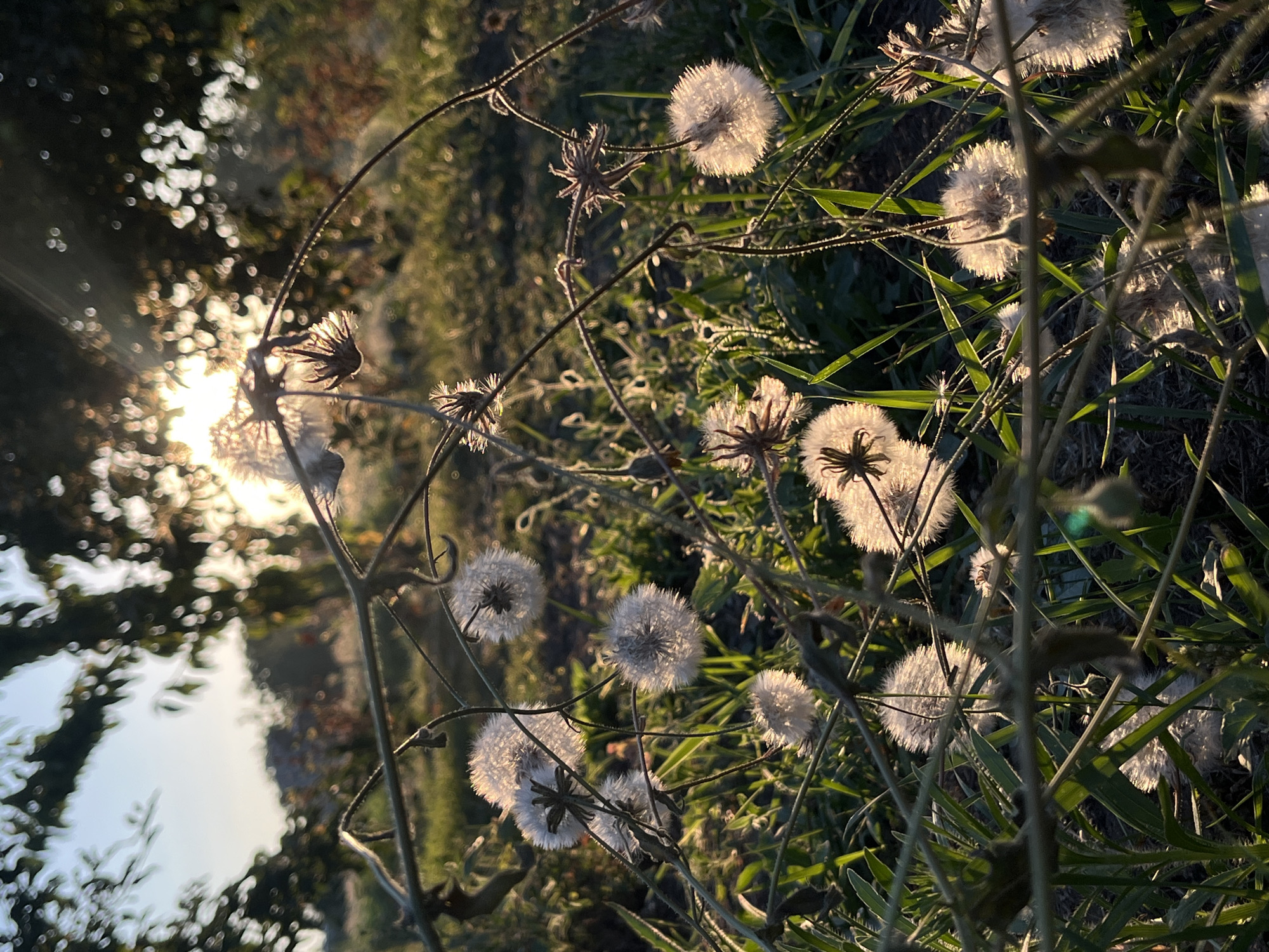 The image shows a close-up view of dandelion seed heads in a grassy field at sunset. The sun's rays are shining through the seed heads, creating a soft, diffused light. The background is a blur of green grass and trees. There are no people or animals visible in the image. The location is described as Unknown, Unknown, as no specific location is provided.