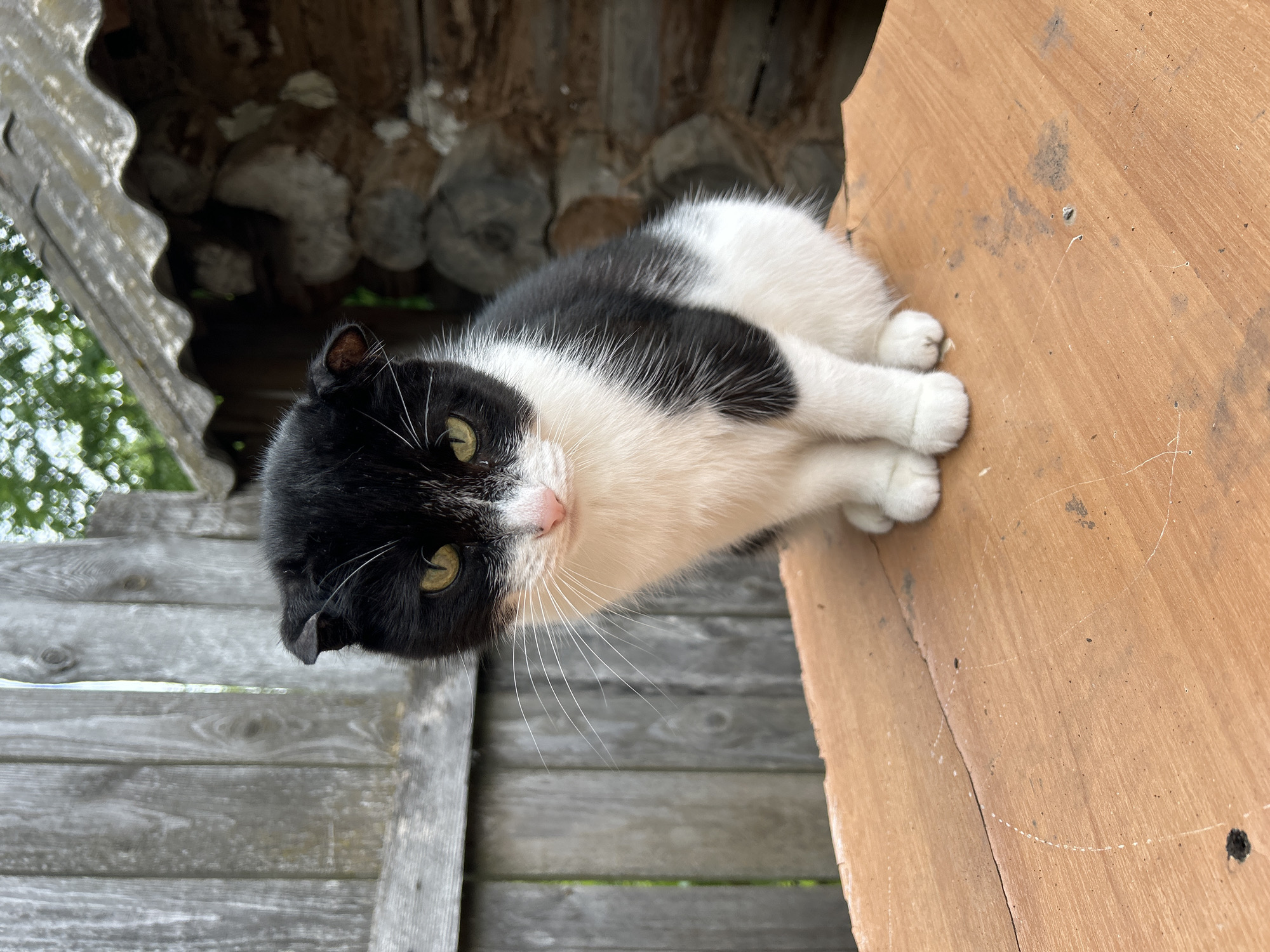 A black and white domestic cat is the central subject of the image, lying on a light brown wooden surface. The cat exhibits a striking bicolor pattern: its back and the left side of its face are black, while its underbelly, paws, and the right side of its face are white. It has a small pink nose and prominent long white whiskers. Its eyes are a vivid green-yellow, and it gazes directly at the viewer with an alert and curious expression. The cat's ears are partially folded back, giving it a distinctive look. Its white paws are neatly tucked together in front of its body.
The setting is an outdoor or semi-sheltered area. In the background, weathered wooden planks, possibly from a fence or wall, and stacked logs are visible, suggesting a rustic environment. To the upper left, a corrugated structure, likely part of a roof, is present. Beyond these structures, blurred green foliage indicates surrounding trees or bushes and natural daylight. The bright lighting suggests it is daytime. The overall scene conveys a quiet, rural or countryside atmosphere, consistent with the provided location context of Азинский, Russia. There is no visible text in the image.