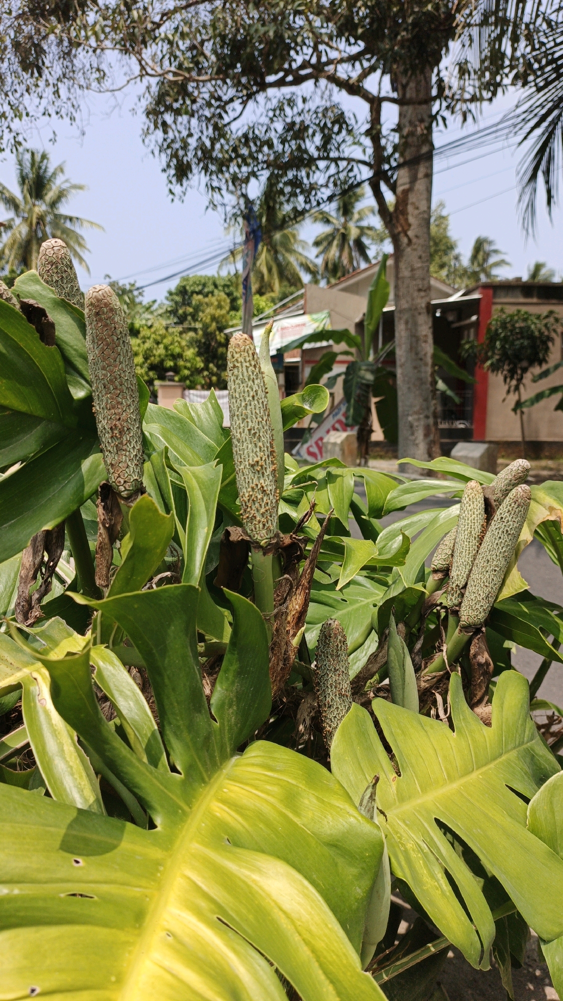 In Cintaratu, Indonesia, a close-up shot focuses on the flowering spikes of a Monstera deliciosa plant. The spikes, cylindrical and covered in a geometric pattern of hexagonal scales, are the primary subjects. Several spikes are visible, some erect and prominent, while others are clustered and appear to be in various stages of development. The plant's large, glossy green leaves, characteristic of the Monstera, form a lush backdrop. Some leaves display a marbled pattern of lighter green or yellow, indicating variegation. In the background, the scene transitions to an outdoor setting, suggesting a street or residential area. The environment includes trees, one with a textured bark, and palm trees, their fronds silhouetted against a bright, overcast sky. A building with a muted-colored facade and hints of red and white is also visible. Electrical wires crisscross the sky, indicative of an urban or semi-urban landscape. The overall impression is a detailed study of the plant's reproductive structures set against a typical Indonesian outdoor backdrop.
