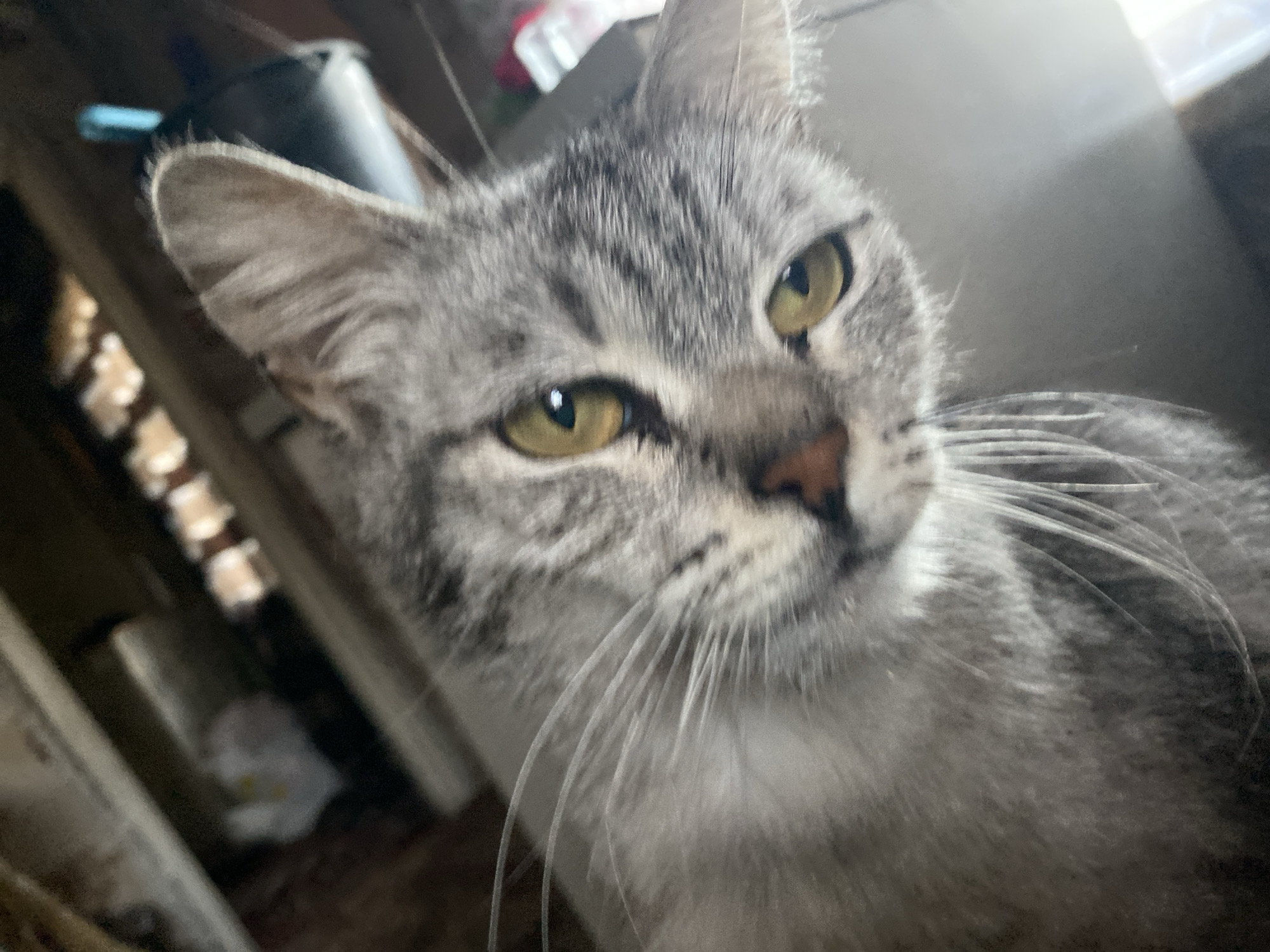 This is a close-up, slightly blurry, eye-level shot of a tabby cat's face. The cat is grey with black stripes and has large, yellow-green eyes. Its nose is a light brown color. The cat's whiskers are long and white. The background is out of focus but appears to be indoors, with shelves and some objects on them visible, suggesting a domestic setting. There is no indication of the location being in the city of Nova Praha, Ukraine, or any other specific geographic location. The image does not depict any people, actions, or interactions.