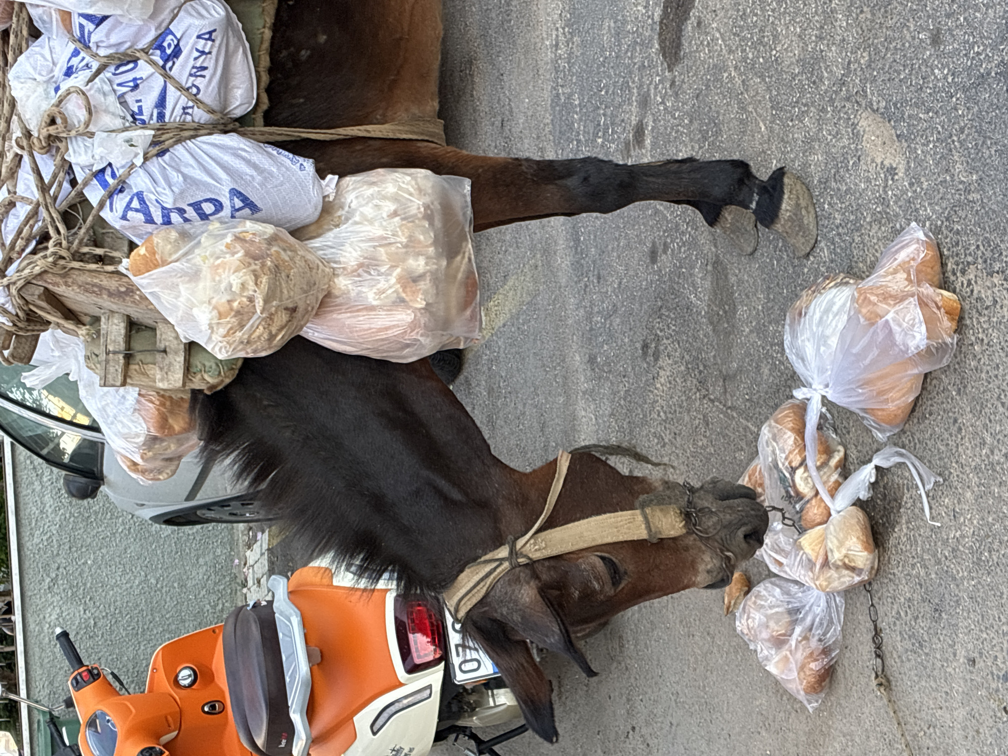 An equine, likely a mule or donkey, is tethered to the ground by a chain. It is bent down, eating bread from plastic bags scattered on the asphalt. The equine is loaded with more bags of bread on its back, secured by ropes and a wooden saddle. A partially visible orange and white scooter is parked to the left. A silver car is parked to the right, partially obscured by the equine. The scene appears to be on a street in Alanya, Turkey, indicated by the license plate on the scooter which reads "07". The ground is paved with asphalt and has some scattered pebbles. The background shows a textured wall and a glimpse of foliage.