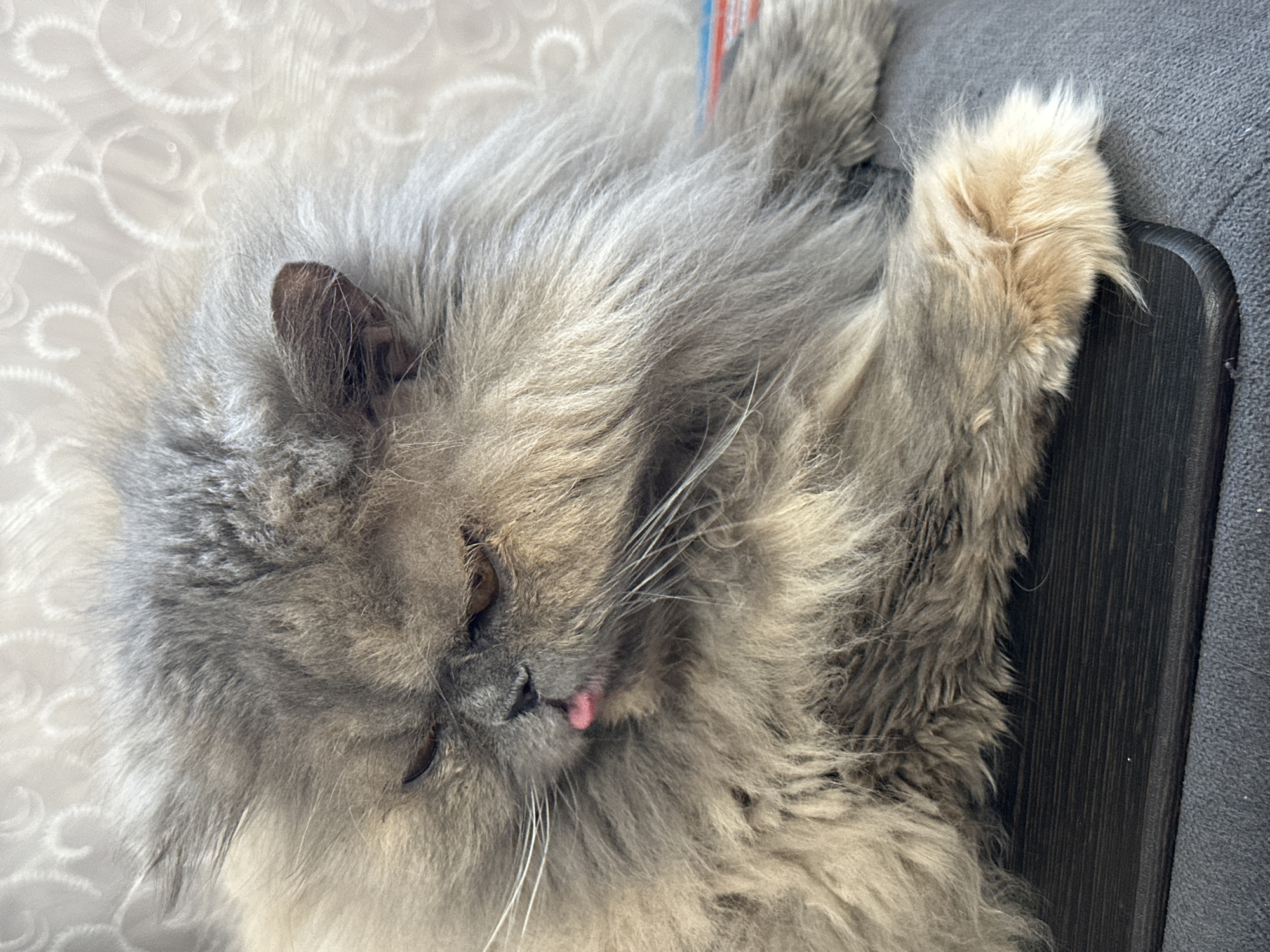 A gray, long-haired cat is lying on a dark gray surface, with part of its paw extending onto a dark brown wooden panel. The cat's tongue is slightly protruding. The cat's ear is visible against a light-colored patterned background.
There is no evidence to suggest the location is Chaikovsky, Russia.