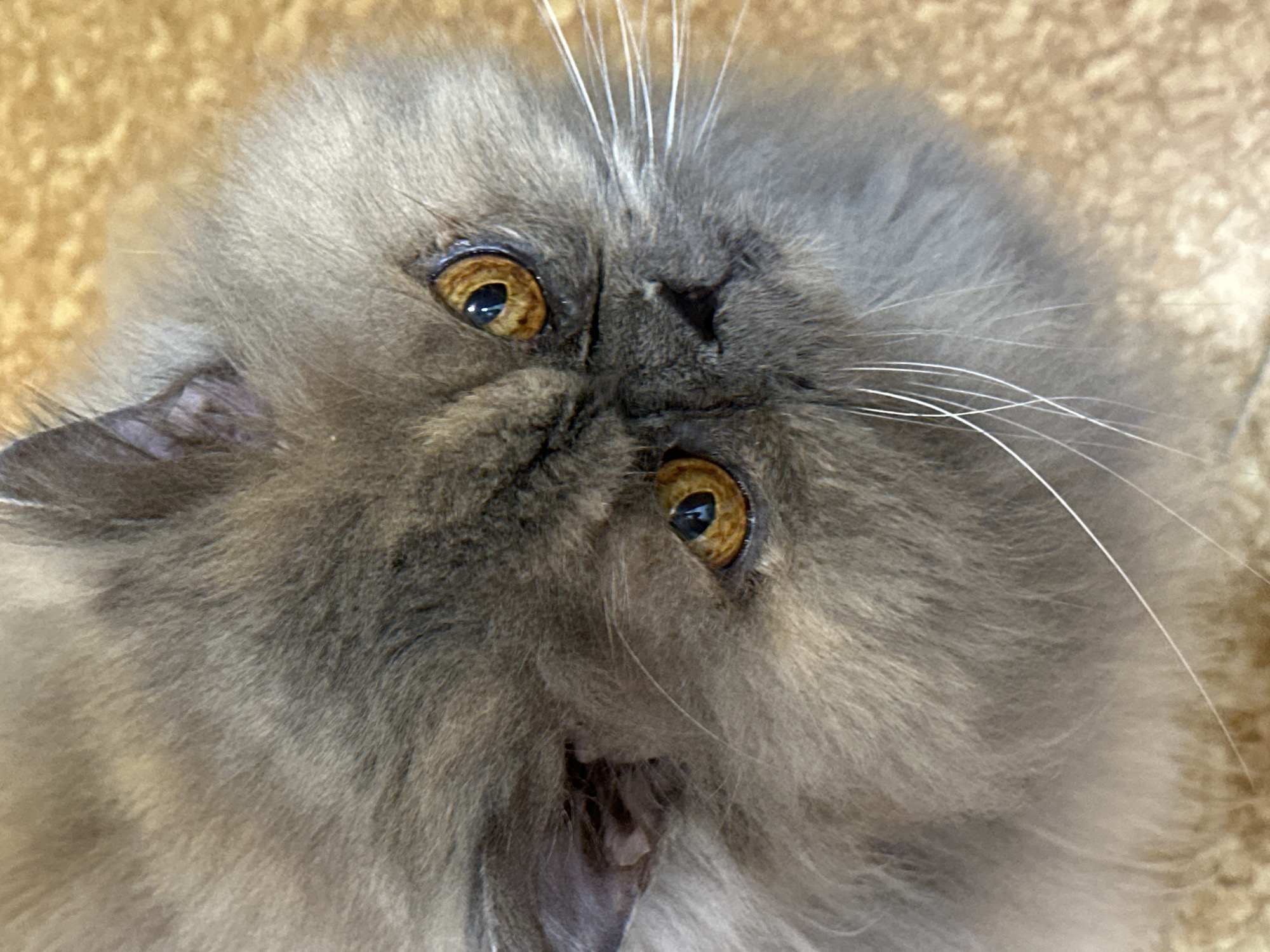 This is a close-up, high-angle, indoor photograph of a Persian cat's face. The cat has long, fluffy, grey fur and amber-colored eyes. Its face is positioned looking upwards and slightly to the right. The background is blurred and appears to be a textured, light brown surface, possibly a carpet or upholstery. The image is a portrait of the cat's head and upper body. There are no other subjects or objects in the frame. The photograph does not contain any information that would allow for the determination of its location in Chaikovsky, Russia.