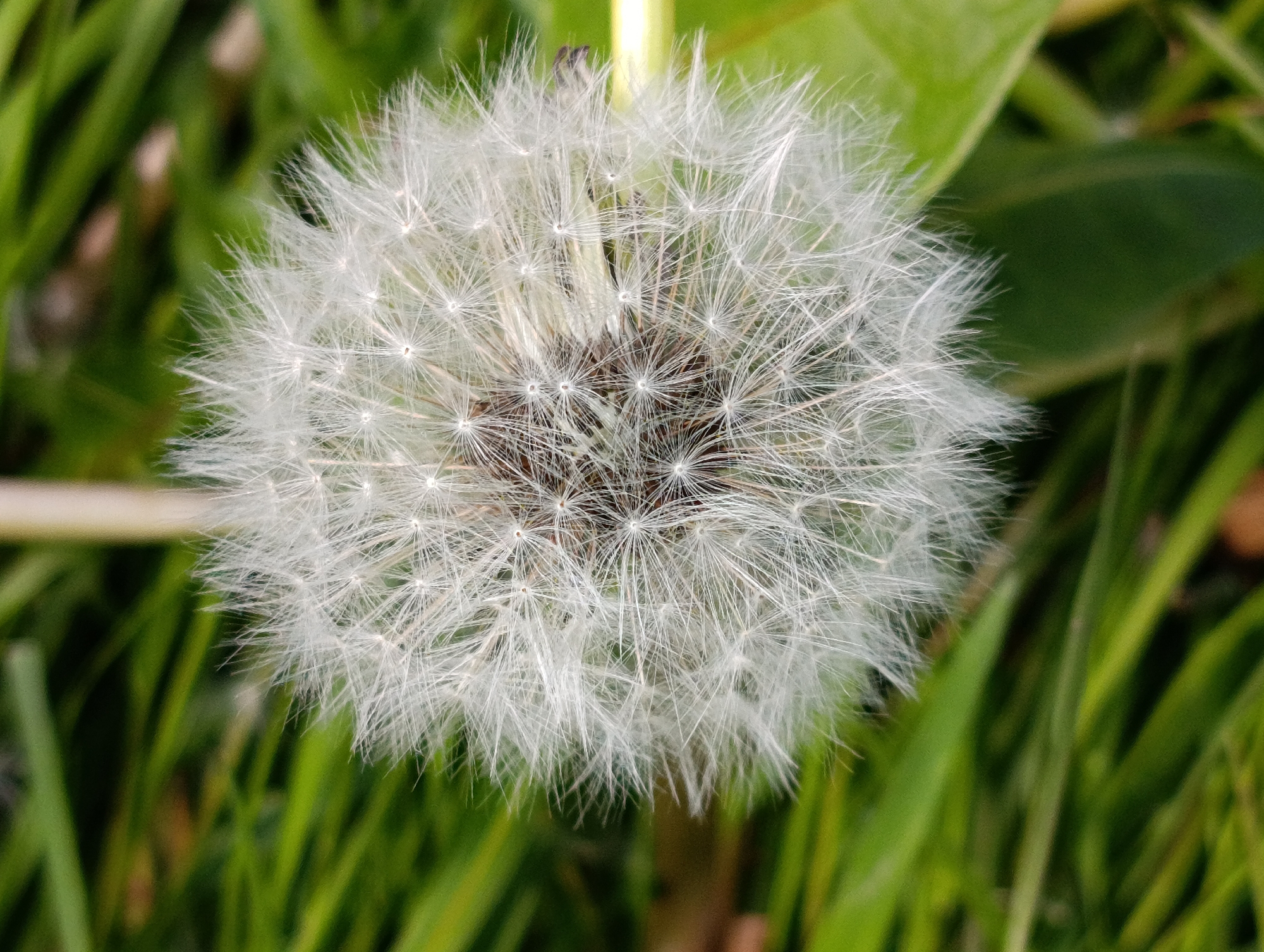 The image depicts a close-up of a dandelion seed head, also known as a "blowball," set against a background of green grass and a few leaves. The dandelion's spherical head is composed of numerous white, fluffy seeds radiating from the center. The central part of the seed head has a darker, brownish hue. The background consists of blades of green grass and a blurry green leaf. The location is Unknown, Unknown.