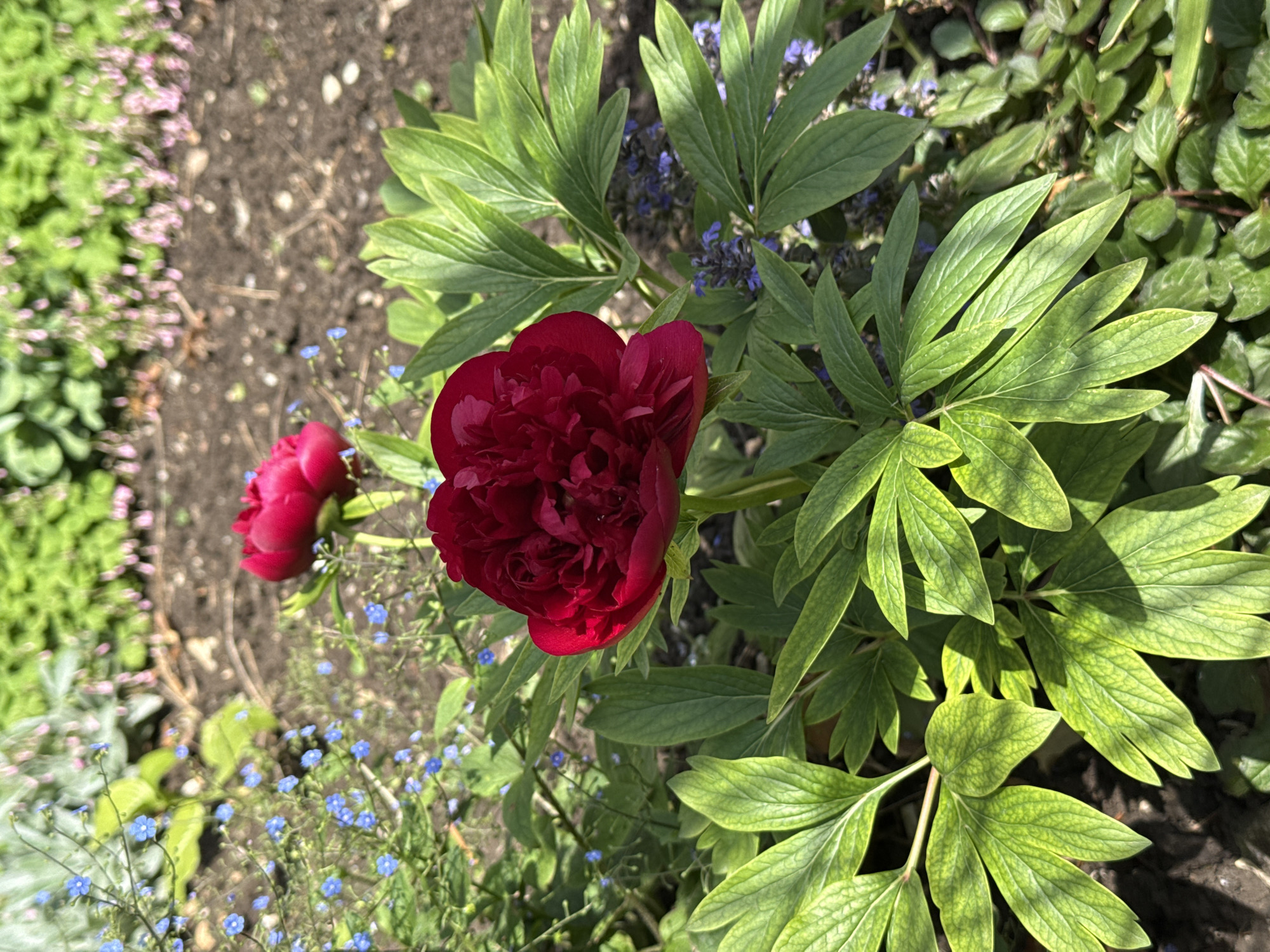 The image captures a vibrant close-up of a garden scene, predominantly featuring two deep red peony flowers. The main peony, located centrally, is in full bloom with abundant ruffled petals, showcasing a rich crimson hue. To its left, a second red peony is partially visible, also in bloom.
The peonies are surrounded by their distinctive, bright green, deeply lobed leaves, which are well-lit by direct sunlight, highlighting their vein patterns. Scattered among the foliage at the base of the peonies are numerous small, delicate blue flowers, possibly forget-me-nots, providing a complementary color contrast.
The background reveals more lush green vegetation, including various groundcover plants, some bearing tiny pinkish-purple blossoms. Areas of dark brown soil are visible between the plants. The bright illumination suggests a sunny day, likely mid-morning or afternoon. No people or visible text are present. The scene conveys a sense of natural beauty and tranquility within a flourishing garden setting, consistent with an outdoor location such as the City of Zagreb, Croatia.