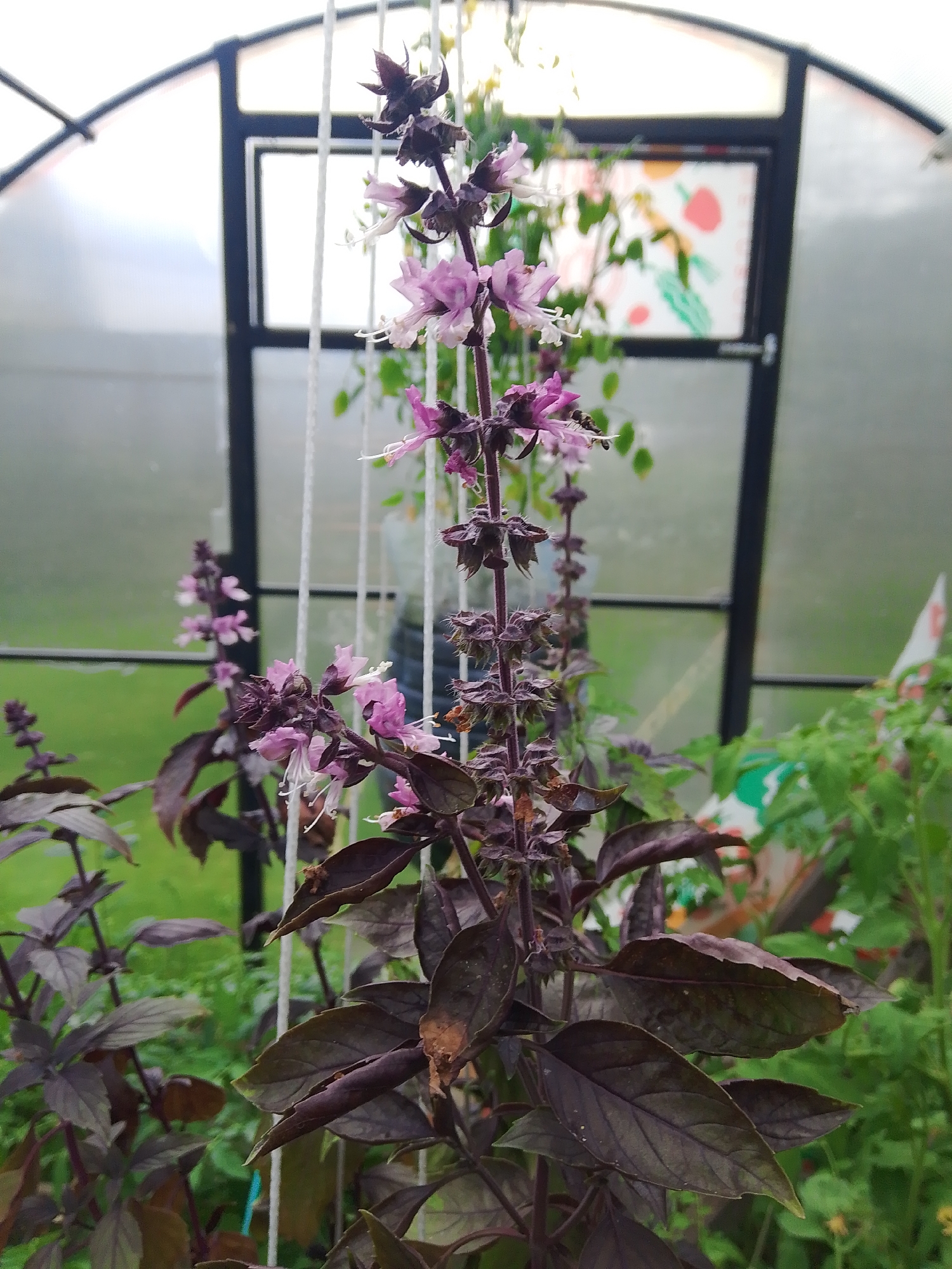 In the city of Dobrograd, Russia, a close-up, vertically oriented shot captures a dark purple basil plant in a greenhouse. The plant's stalk extends upwards, adorned with clusters of small, delicate pink and white flowers. The leaves of the basil are a deep, rich purple, with some showing signs of wilting or browning at the edges. Behind the plant, a greenhouse structure is visible with a curved transparent roof and black metal framing. A white cord runs vertically down the center of the frame, seemingly supporting the plant. In the background, out of focus, a green expanse of foliage suggests other plants, and a window pane displays a colorful, abstract pattern of red and green shapes. The overall lighting is soft and diffused, typical of an overcast day or interior lighting within a greenhouse.