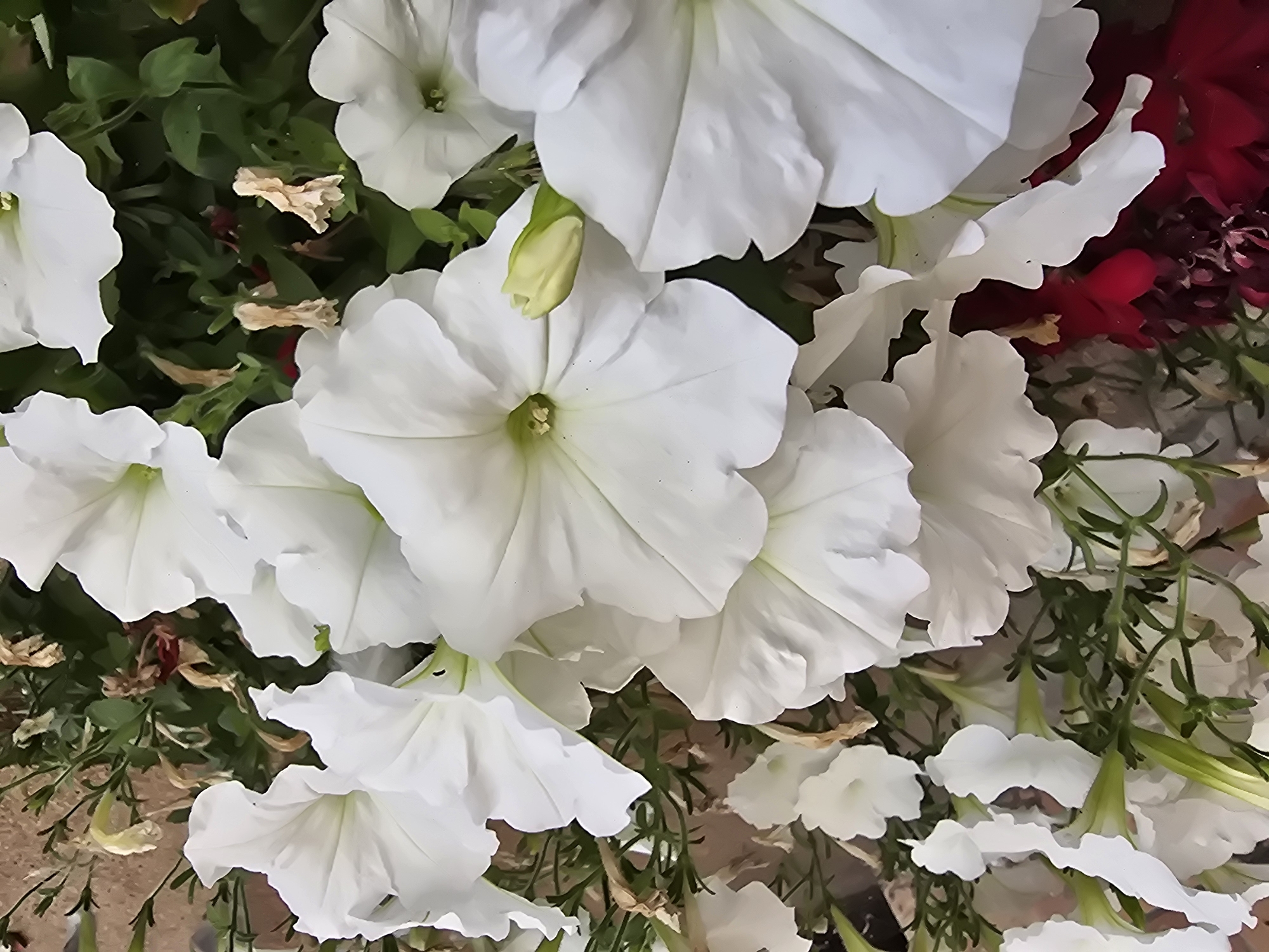 The image is a close-up, overhead shot of a cluster of white petunias in bloom, interspersed with green foliage and some dried, brown petals. The flowers are varied in their opening stages, with some fully unfurled and others appearing as buds or partially open. The petals are delicate and ruffled, with a pale yellow-green center visible in some of the open blooms. In the background, there are hints of red flowers, likely also petunias, and a textured surface that appears to be a brick or stone wall. The lighting suggests an outdoor environment, possibly a garden or planter. No people or specific landmarks are visible to pinpoint a location within Sofiivska Borshchahivka, Ukraine. The scene is static, focusing solely on the natural beauty of the flowers.