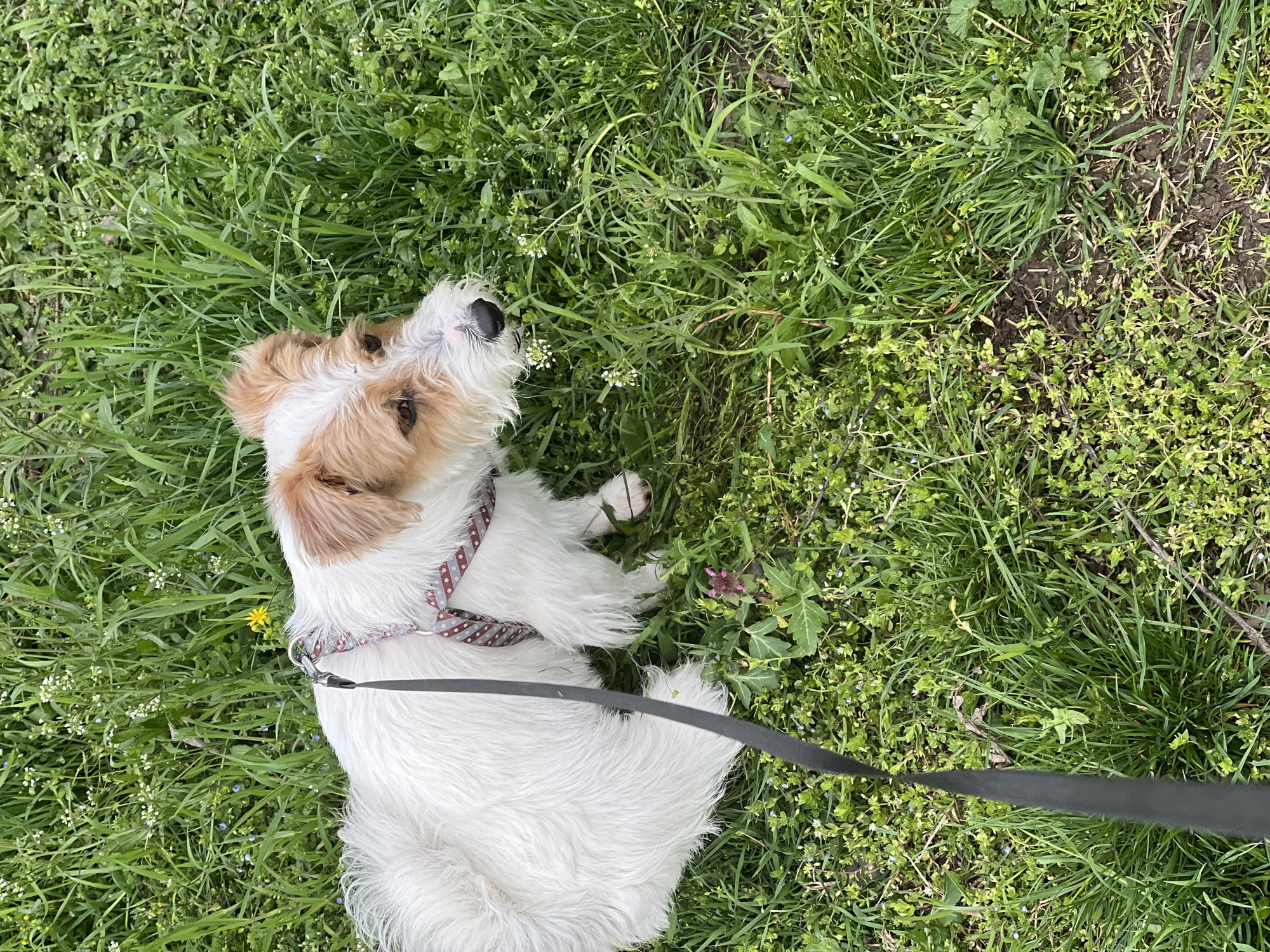 A medium-sized, white and tan wire-haired Jack Russell Terrier dog, wearing a brown and white polka dot harness and a black leash, lies on its back in a patch of green grass. The dog's head is tilted upwards, and it appears to be looking up. The leash extends downward and right, fading out of view. The grass is thick and varied, with some areas appearing lusher and others more sparse. The location of the photo, Belgrade, Serbia, is not able to be determined from the image.