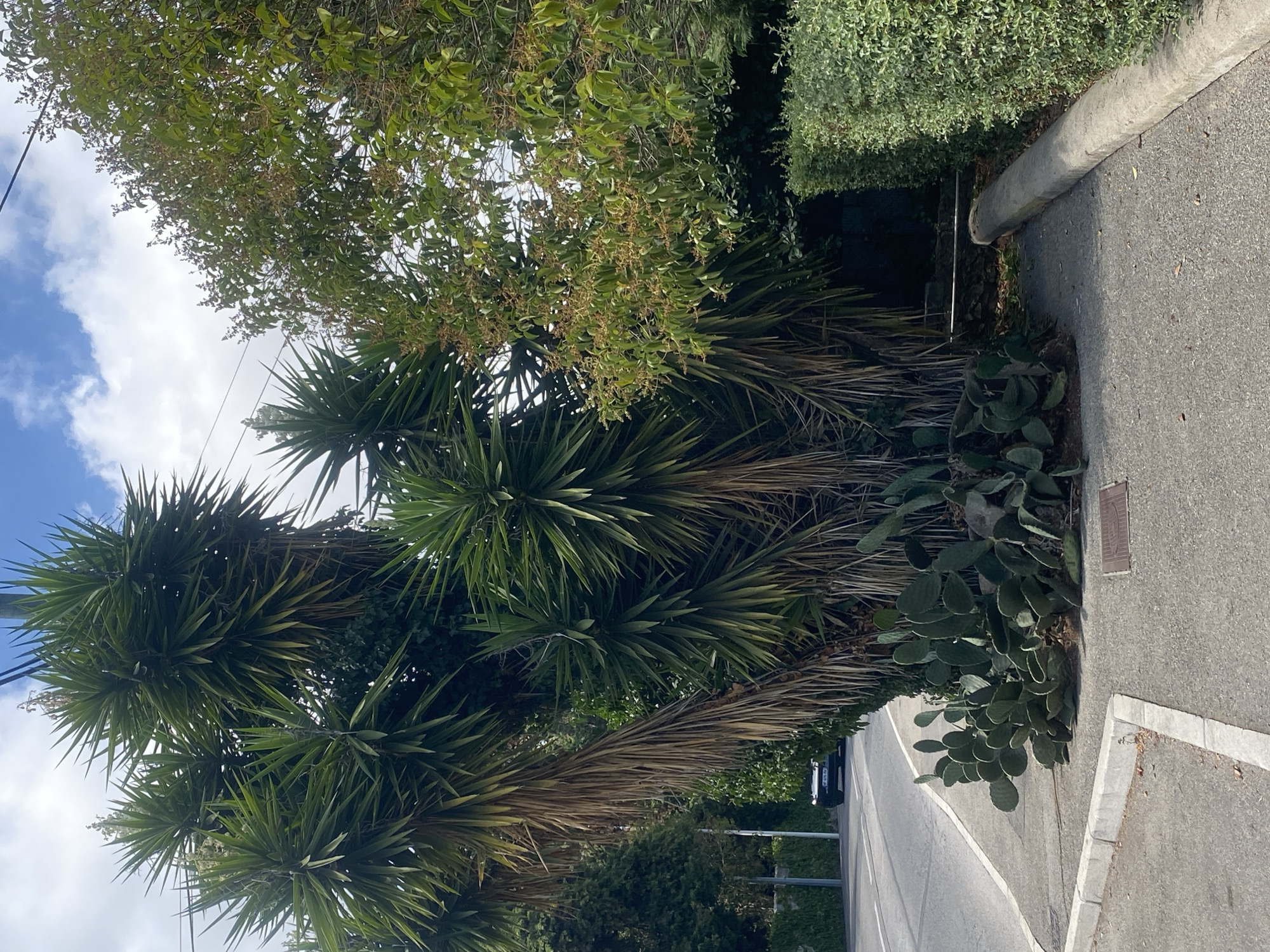 A cluster of yucca trees with long, dry, brown fronds and sharp green leaves dominates the center of the frame, spilling over onto a concrete sidewalk. Beneath the yucca trees, prickly pear cactus pads are growing horizontally along the ground. To the left, a paved road curves into the distance, with a white line marking the edge of the sidewalk. A dark-colored vehicle is visible on the road in the background. To the right of the yucca trees and cactus, a manicured green hedge runs along the edge of the sidewalk. Behind the hedge, a dark, shadowed area is visible, suggesting dense foliage or structures. The sky above is blue with scattered white clouds. The scene appears to be in a residential or public area with lush vegetation.