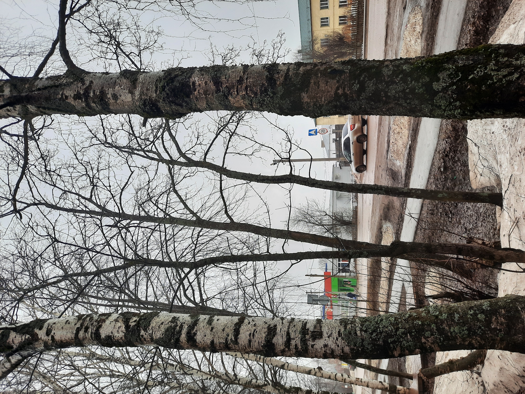 The image depicts a street scene in Krasnogorskoye, Russia, as viewed through a screen of birch trees without leaves. A beige car is parked on the side of a wet, snow-dusted street. A building with yellow siding and dark windows is visible in the background. There is a speed limit sign. In the distance is a store with a green, red, and white facade. The sky is overcast. The photo is taken from a low angle, looking up through the trees.