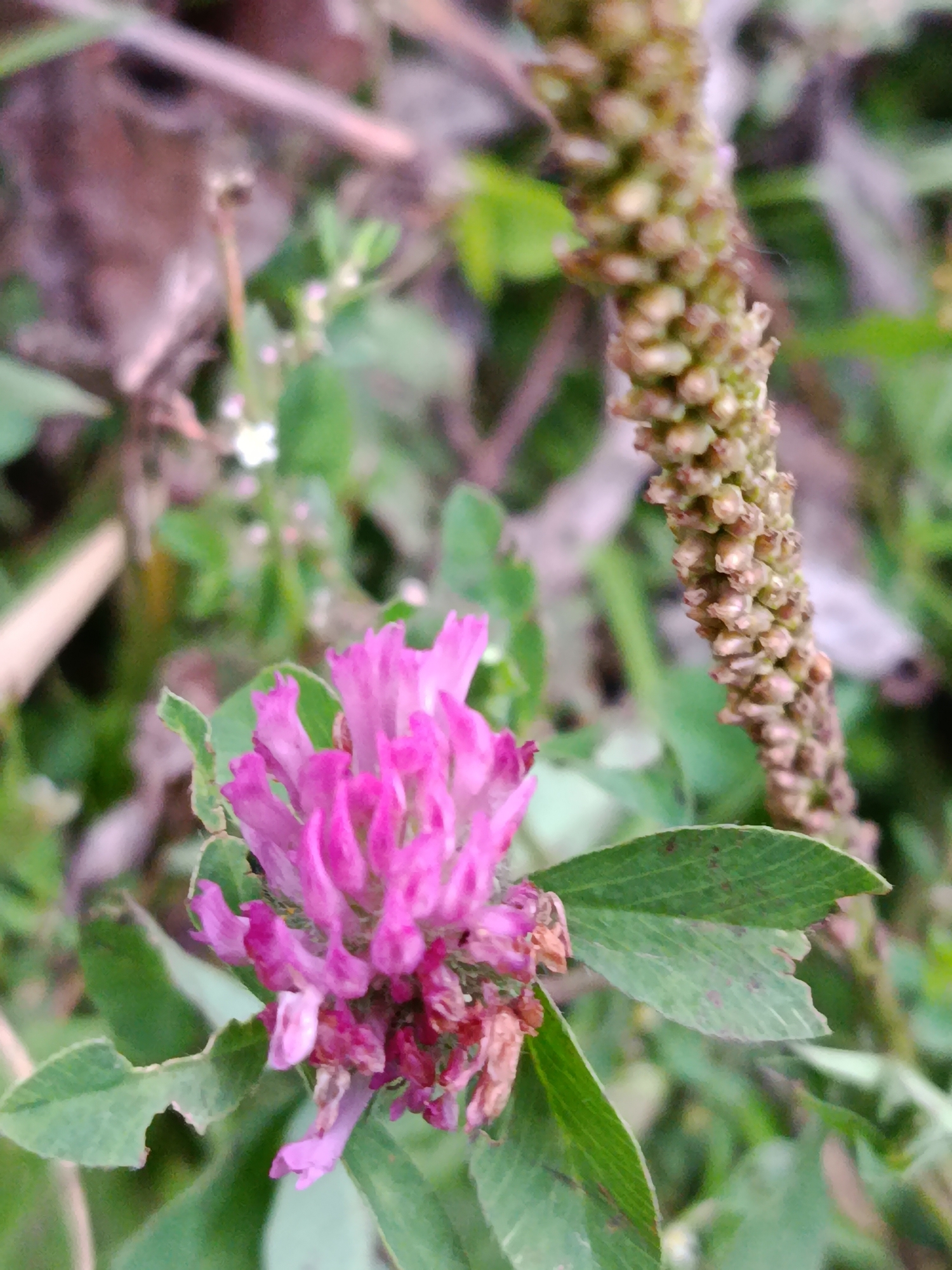 The image is a close-up, slightly out-of-focus shot of a pink clover flower in bloom. The flower is located in the foreground on the left side of the image. Several green clover leaves are visible beneath and around the flower. To the right of the flower, a tall, dried seed head or inflorescence of another plant stands vertically. The background is a blur of green foliage, brown dried plant matter, and some faint light-colored elements, suggesting an outdoor, natural environment. The scene is likely a garden or meadow. There are no people or animals visible in the image, and no specific landmarks of the city of Верея, Russia are identifiable.