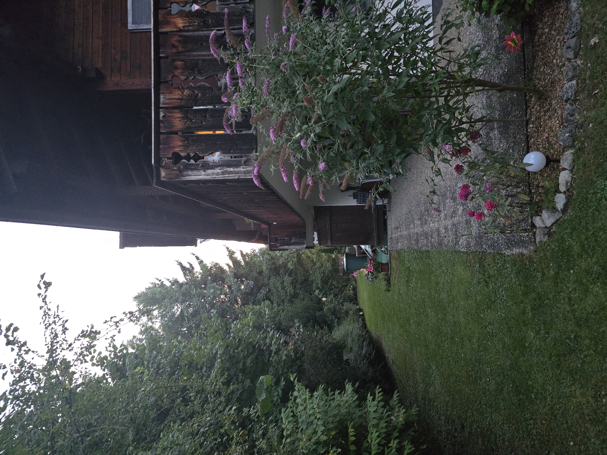 The image depicts a side view of a rustic wooden house with a balcony and an overgrown garden in Garmisch-Partenkirchen, Germany. The house features dark wood siding and a balcony with ornately carved wooden railings. In front of the balcony, a large bush with purple flowers, likely a butterfly bush, is in bloom. The garden includes a well-maintained lawn, a paved walkway, and various plants and flowers, including pink roses and a red decorative flower. A green water barrel and two potted plants are also visible in the garden. The scene is set against a backdrop of dense green trees and foliage, with the sky appearing overcast and the lighting suggesting it is either early morning or late evening.
