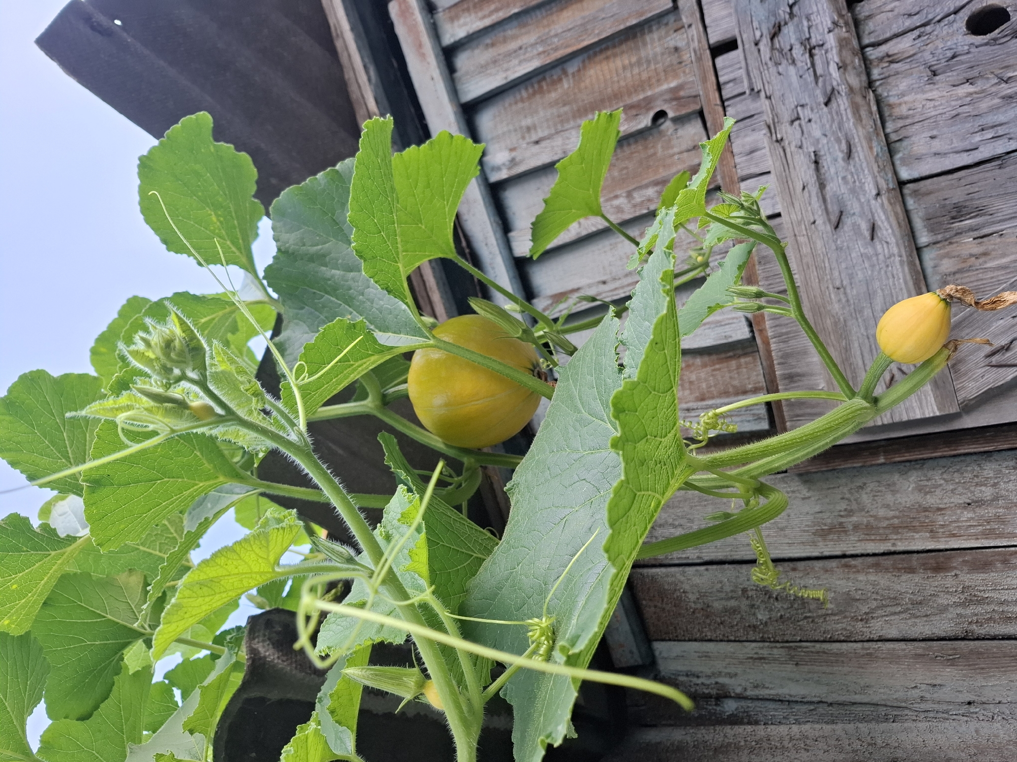 A bright yellow, immature pumpkin hangs from a green vine against a background of weathered wooden planks and a pale blue sky. The pumpkin is oval-shaped and smooth, with a slight sheen. It is supported by a thick, hairy green stem that is entwined with other vines and large, serrated green leaves. Another, smaller yellow pumpkin is visible lower down on the vine, appearing more elongated and tear-drop shaped. The wooden planks are vertical and appear aged, with visible grain and some wear and tear. The overall scene suggests an outdoor setting, possibly a garden or allotment, in a rural or semi-rural area. The image was taken from a low angle, looking up at the pumpkin and vine.