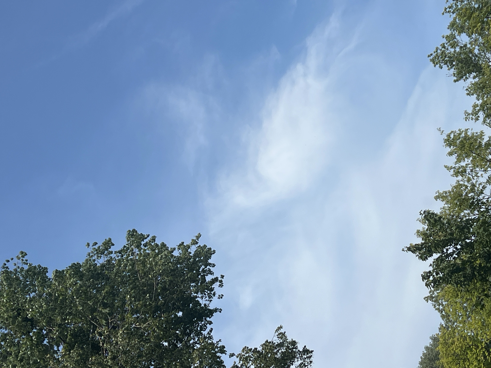 The image shows a clear blue sky with sparse, wispy clouds. The top left corner of the frame is dominated by the dense green foliage of a large tree, with branches extending into the sky. The bottom of the image features the tops of several other trees, also with green leaves, creating a line of foliage against the sky. There are no people or man-made structures visible. The scene appears to be an outdoor natural environment, possibly a park or forest edge, within the city of Warsaw, Poland.