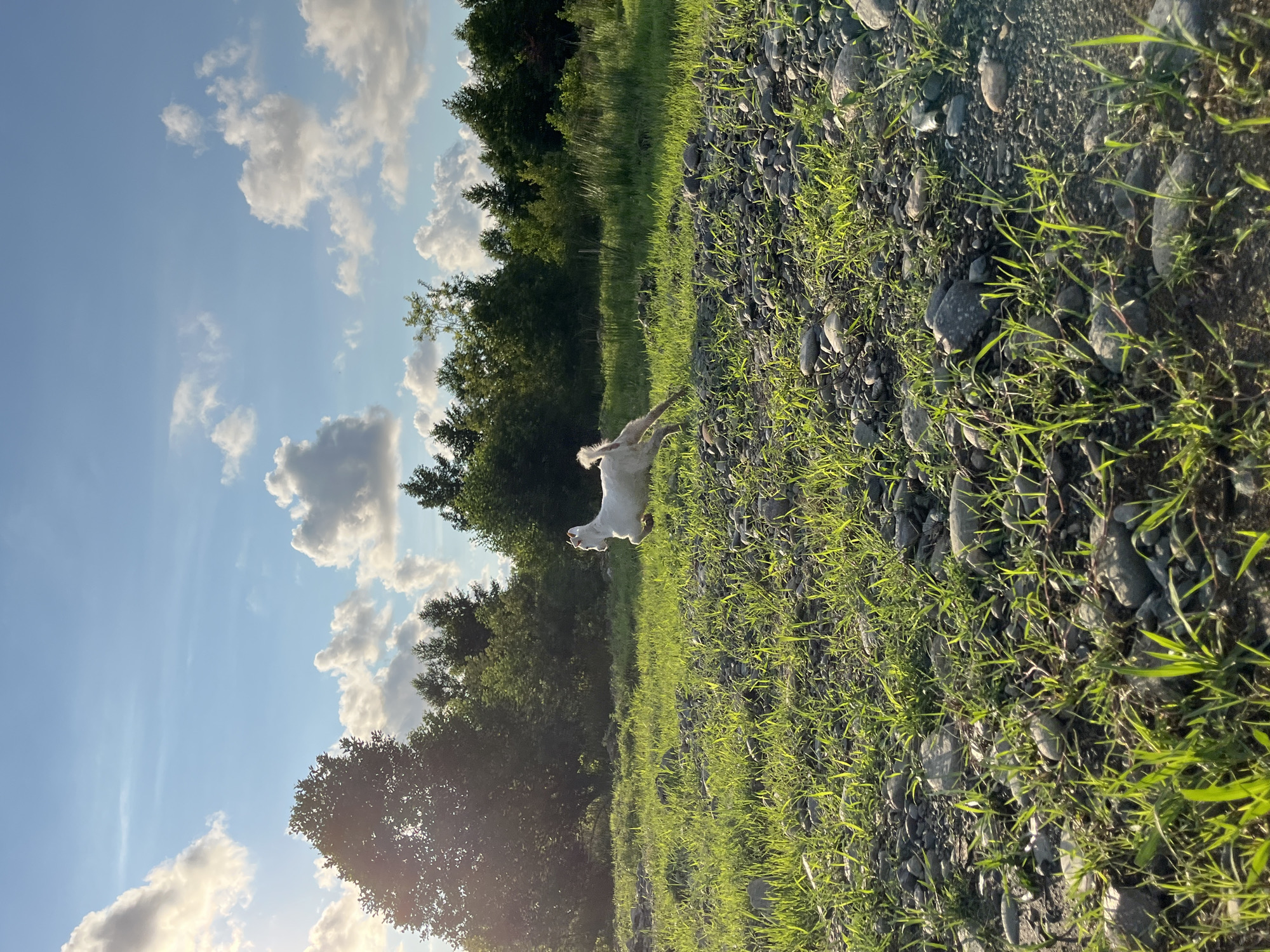 A white goat is captured mid-leap in a grassy field with scattered rocks. The sun is shining brightly from the upper left, casting long shadows and illuminating the green grass. In the background, a line of trees forms a dark green border against a blue sky filled with scattered white clouds. The scene appears to be an outdoor, rural or semi-rural location.
