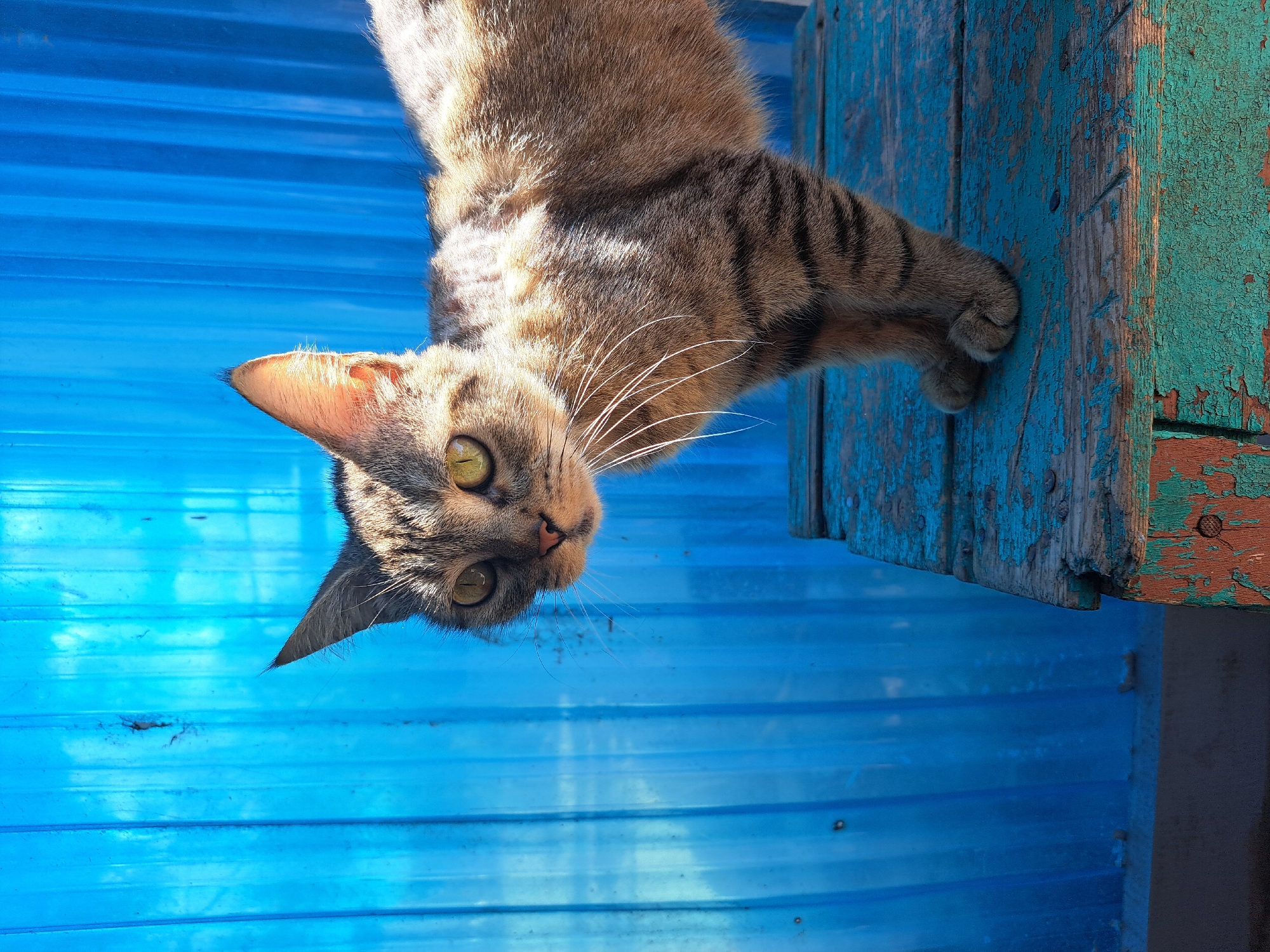 A tabby cat with green eyes stands on a weathered, teal and brown wooden surface in front of a bright blue corrugated plastic wall. The cat's fur is a mix of brown, black, and grey stripes. The wooden surface shows signs of age, with peeling paint and visible nails. The background wall has vertical ridges and appears to be outdoors, possibly in a rural or semi-urban setting. The sunlight casts shadows and highlights on the cat and the wall. The scene is an outdoor environment, likely a backyard or alleyway. No people are present.
