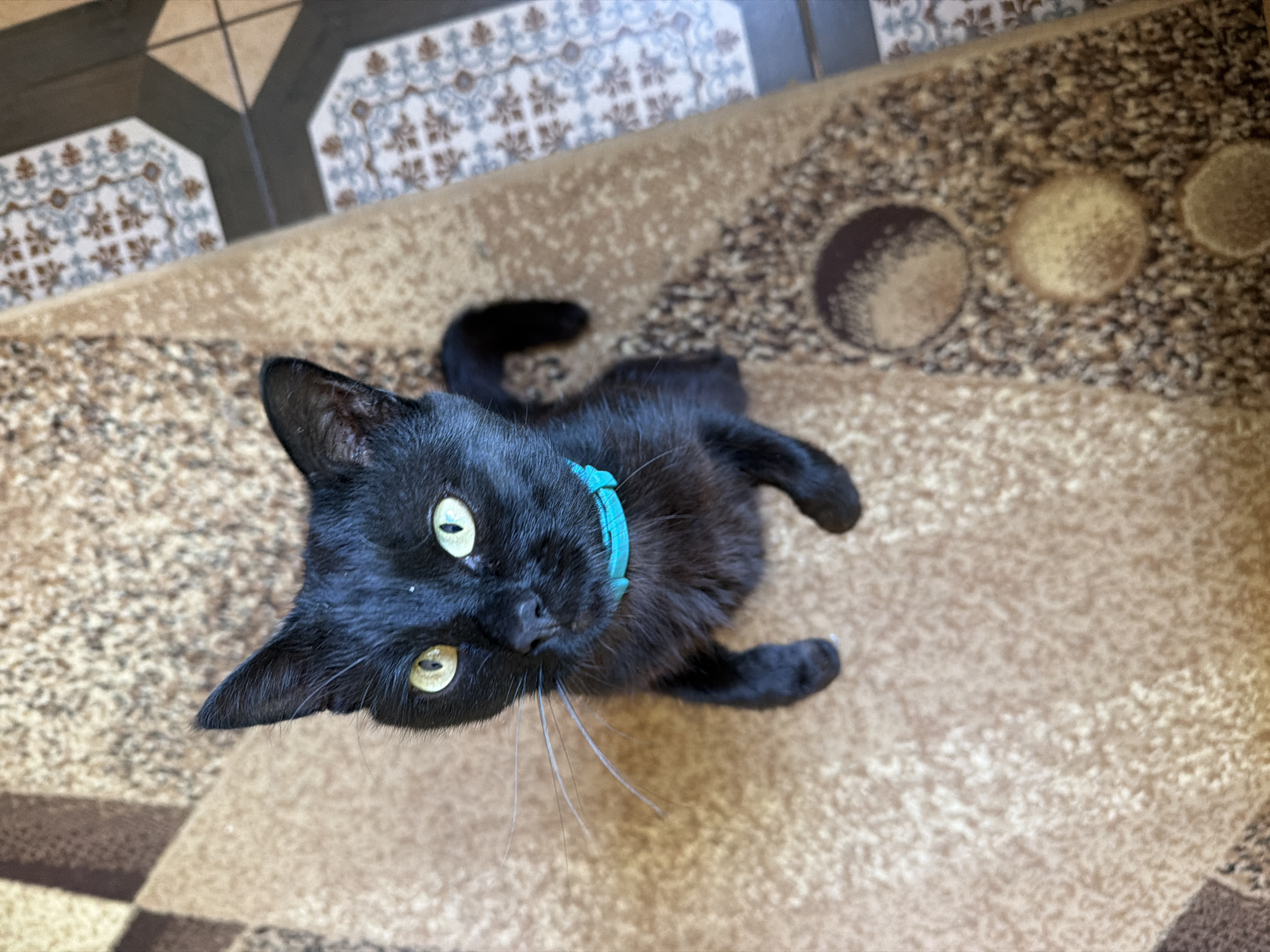 A black cat with yellow eyes and a turquoise collar sits on a patterned rug, looking up. The cat's front paws are visible, and its tail curls behind it. The rug has a geometric pattern in shades of brown and beige, with some areas of darker brown and lighter tan. To the right of the rug, a tiled floor is visible, featuring a pattern of beige and blue tiles. The scene is indoors.