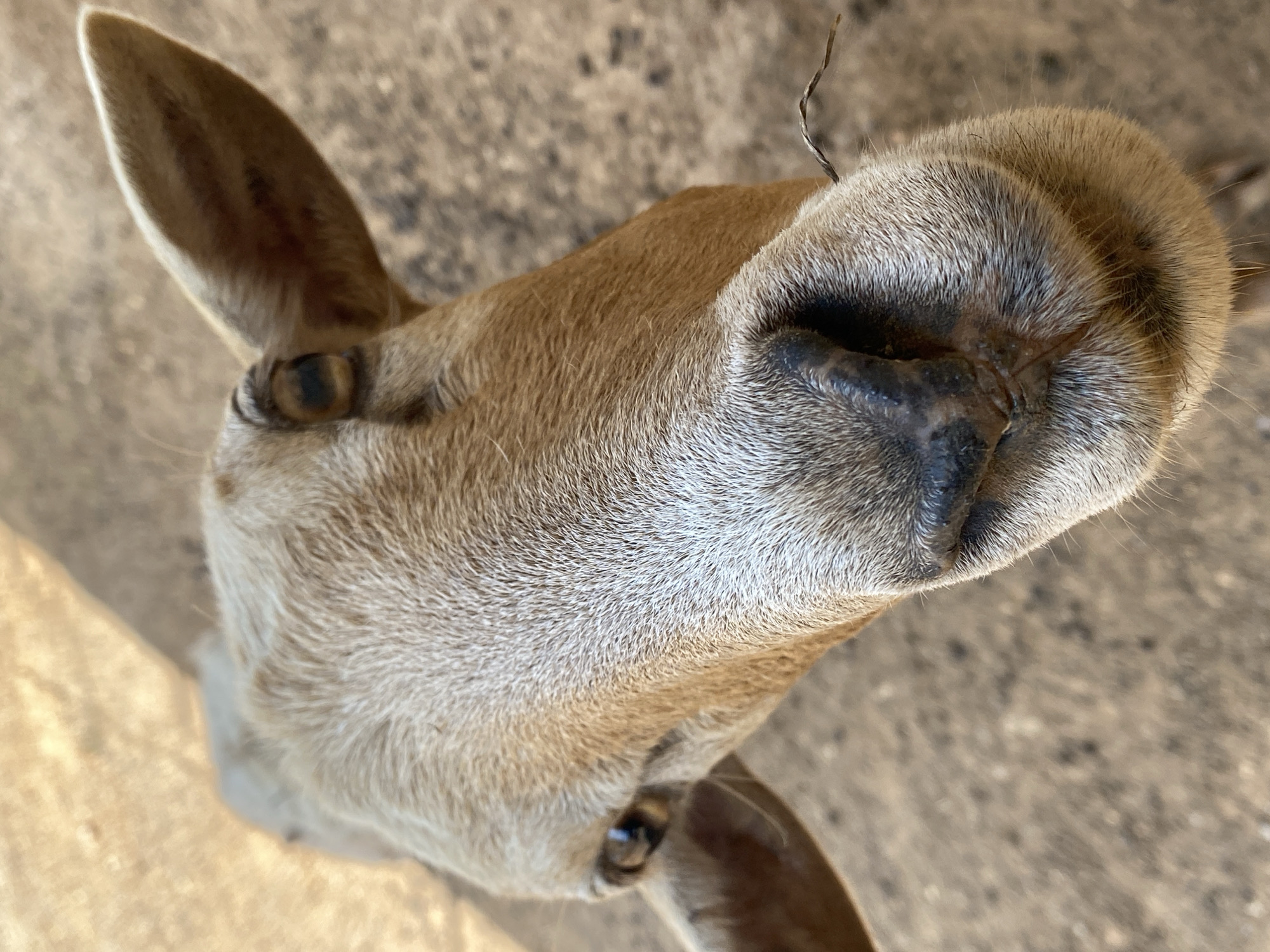 A close-up, high-angle shot focuses on the head of a light brown deer with a black nose, seemingly in Tinaquillo, Venezuela, though the location cannot be verified by visual analysis. The deer is positioned at the bottom of the frame, angled towards the viewer. Its left ear is prominent, and both eyes are visible. The background is a concrete surface. A single piece of dry vegetation is present near the deer's nose. The deer's muzzle is central to the composition.