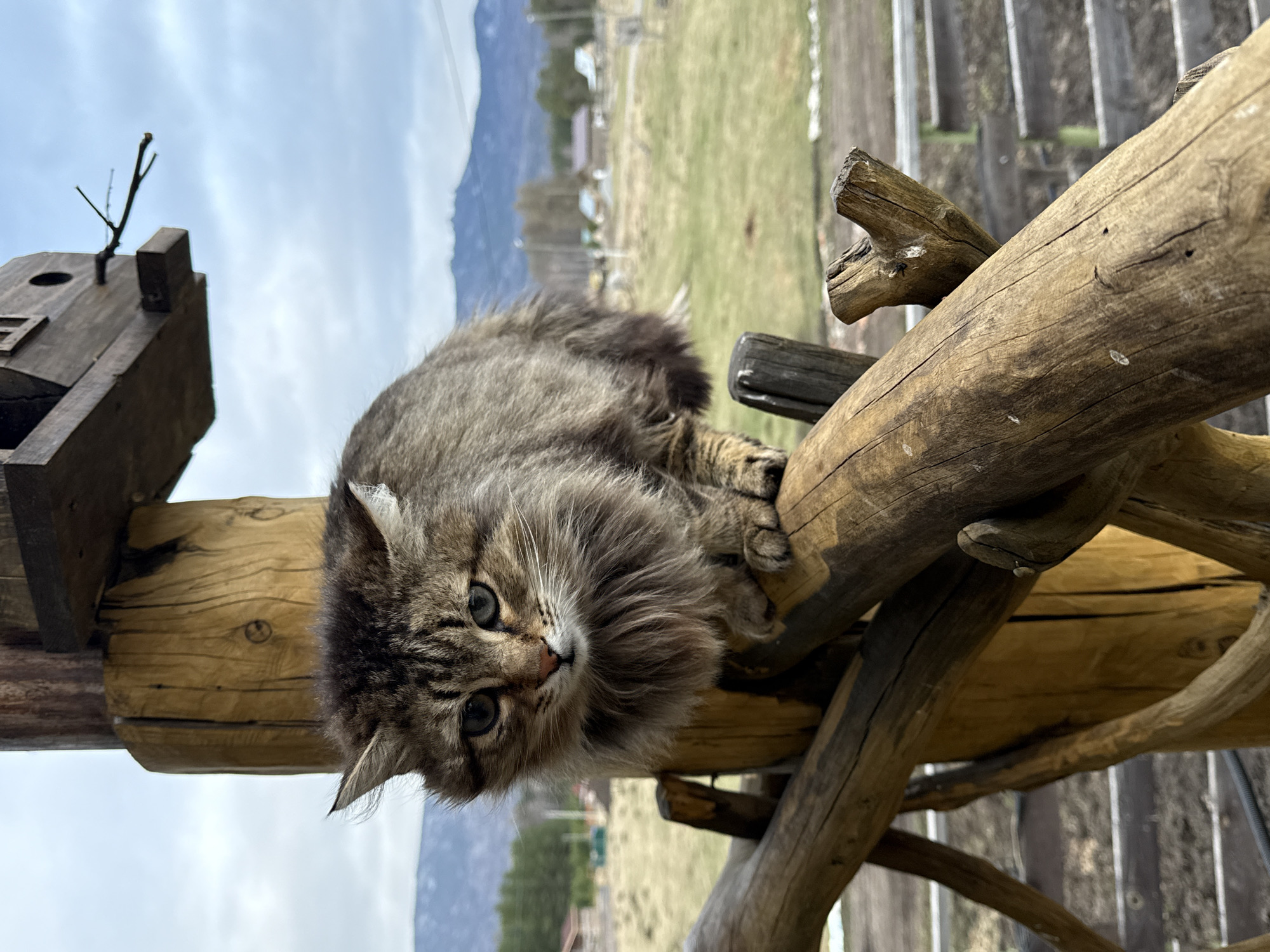 A fluffy, long-haired tabby cat with distinctive blue eyes is the central subject of this image, depicted lying horizontally on a wooden structure. The cat is looking directly at the camera with a calm and inquisitive expression. Its fur is a mix of brown, grey, and black stripes, particularly dense and voluminous around its face and chest.
The cat is resting on a rustic assembly of natural wooden logs and branches, which forms part of what appears to be a fence or railing. To the left, a small, dark wooden birdhouse or similar decorative structure is attached to a prominent log.
The background reveals a serene rural landscape. Under an overcast or partly cloudy sky, distant mountains with soft, hazy outlines stretch across the horizon. Below these mountains, a wide expanse of green, possibly grassy field or pasture, is visible, interspersed with a few distant buildings, suggesting a remote settlement. The setting is characteristic of a natural, mountainous region, specifically Tyulyuk, Russia. The image appears to be taken during the daytime. There is no visible text in the media file.