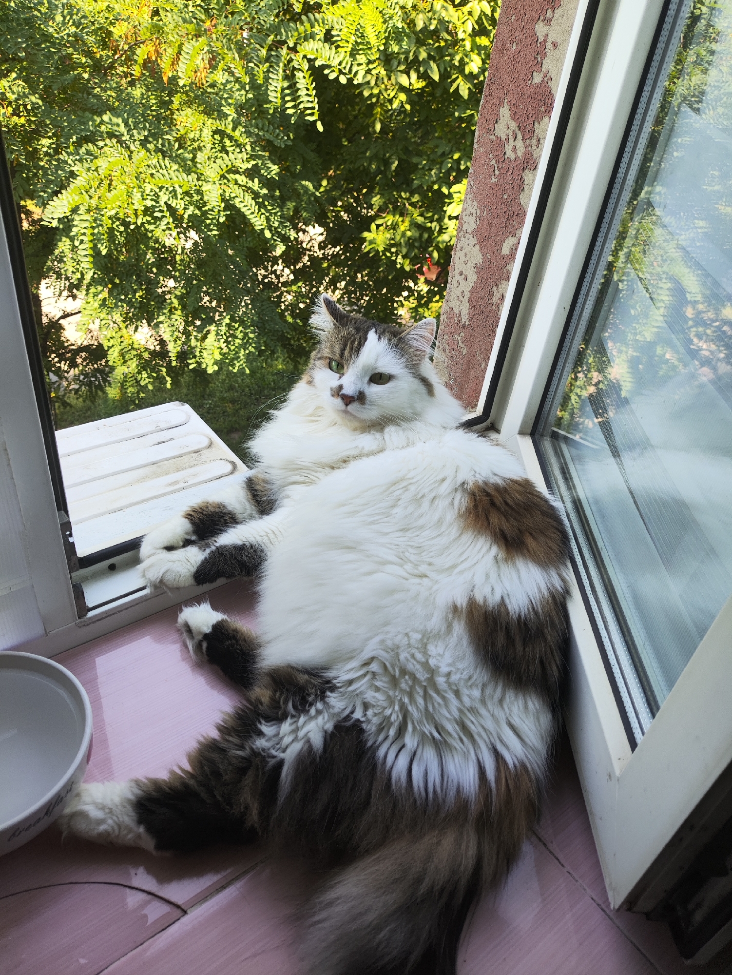 A fluffy cat with white and brown patches is lying on a windowsill. The cat has green eyes and is looking to the left. The windowsill is made of white material and is next to a window with green trees visible outside. The background shows a building with peeling paint. There is a white bowl to the left of the cat. The scene appears to be in a residential area.
