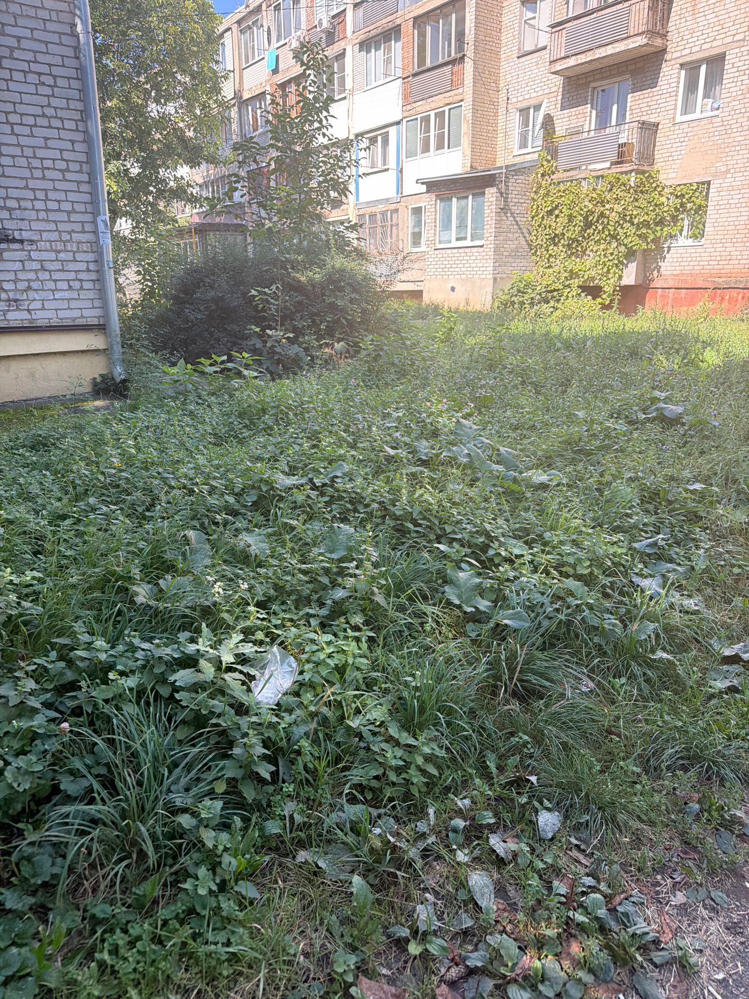 The image depicts an overgrown yard in front of a multi-story apartment building, likely in Yessentuki, Russia. The foreground is a dense expanse of tall, unkempt grass and weeds, with some larger-leafed plants interspersed. A piece of white plastic debris is visible in the lower central portion of the grass. In the background, a brick apartment building with multiple windows and balconies rises. Ivy or a similar vine is growing up one side of the building. Trees and bushes are also present, partially obscuring the building and adding to the untamed appearance of the yard. The lighting suggests it is daytime, with sunlight filtering through the foliage. There are no people visible in the image.