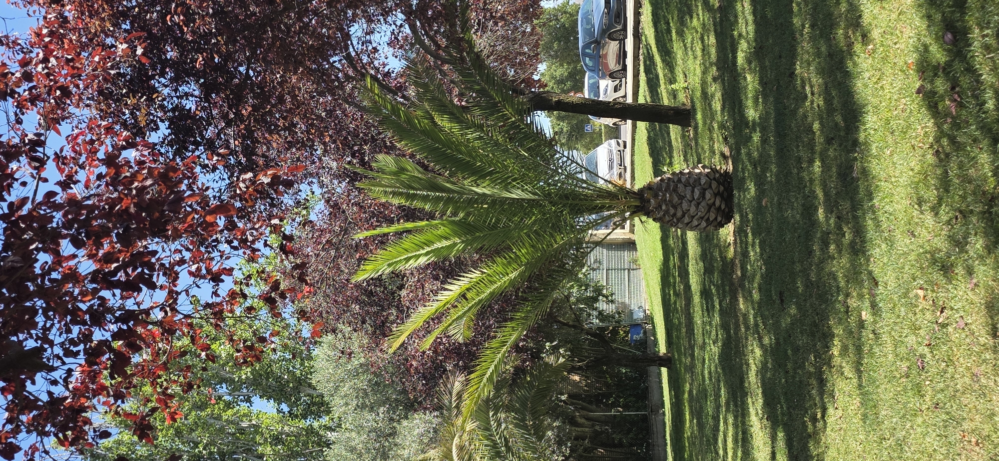 A young palm tree with a textured, pineapple-like trunk stands on a manicured green lawn under a clear blue sky. The palm's fronds are vibrant green and arch outwards. Behind the palm, a dark-barked tree trunk rises, and further back, several cars are parked on a paved area. The background features lush foliage from various trees, including a tree with deep red leaves creating a striking contrast against the green. The scene appears to be a park or garden area within the city of Huesca, Spain, suggested by the architecture and vegetation typical of the region.
