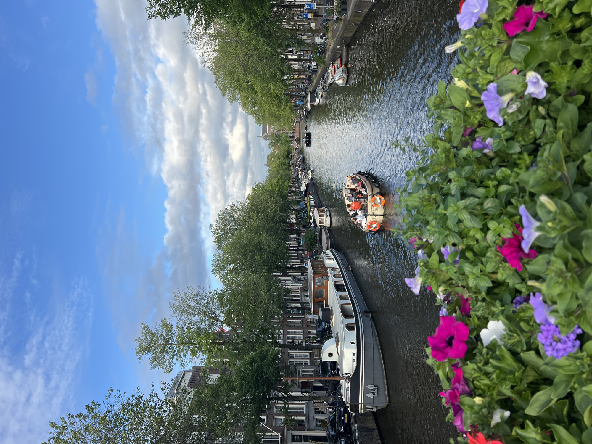 The image depicts a canal scene in Amsterdam, Netherlands, likely during daytime with overcast skies. In the foreground, a lush arrangement of colorful flowers, primarily purple and pink petunias, creates a vibrant border. Beyond the flowers, a wide canal is visible, reflecting the sky and surrounding buildings.
Several boats are present on the canal. In the mid-ground, a large, dark-hulled boat with a white superstructure and a wooden cabin is moored along the left bank. Further down the canal, on the right bank, a line of smaller boats and houseboats are docked. A tour boat, filled with passengers wearing life vests, is actively moving on the canal, heading away from the viewer. In the distance, more boats and buildings line the canal, leading towards a bridge.
The canal banks are lined with mature trees, their green foliage casting shadows on the water and buildings. The architecture of the buildings on either side of the canal appears to be typical of Amsterdam, with multi-story brick structures and numerous windows. Cars and bicycles are visible parked along the street beside the canal on the left bank. The overall impression is a bustling urban waterway, characteristic of Amsterdam's famous canal district.