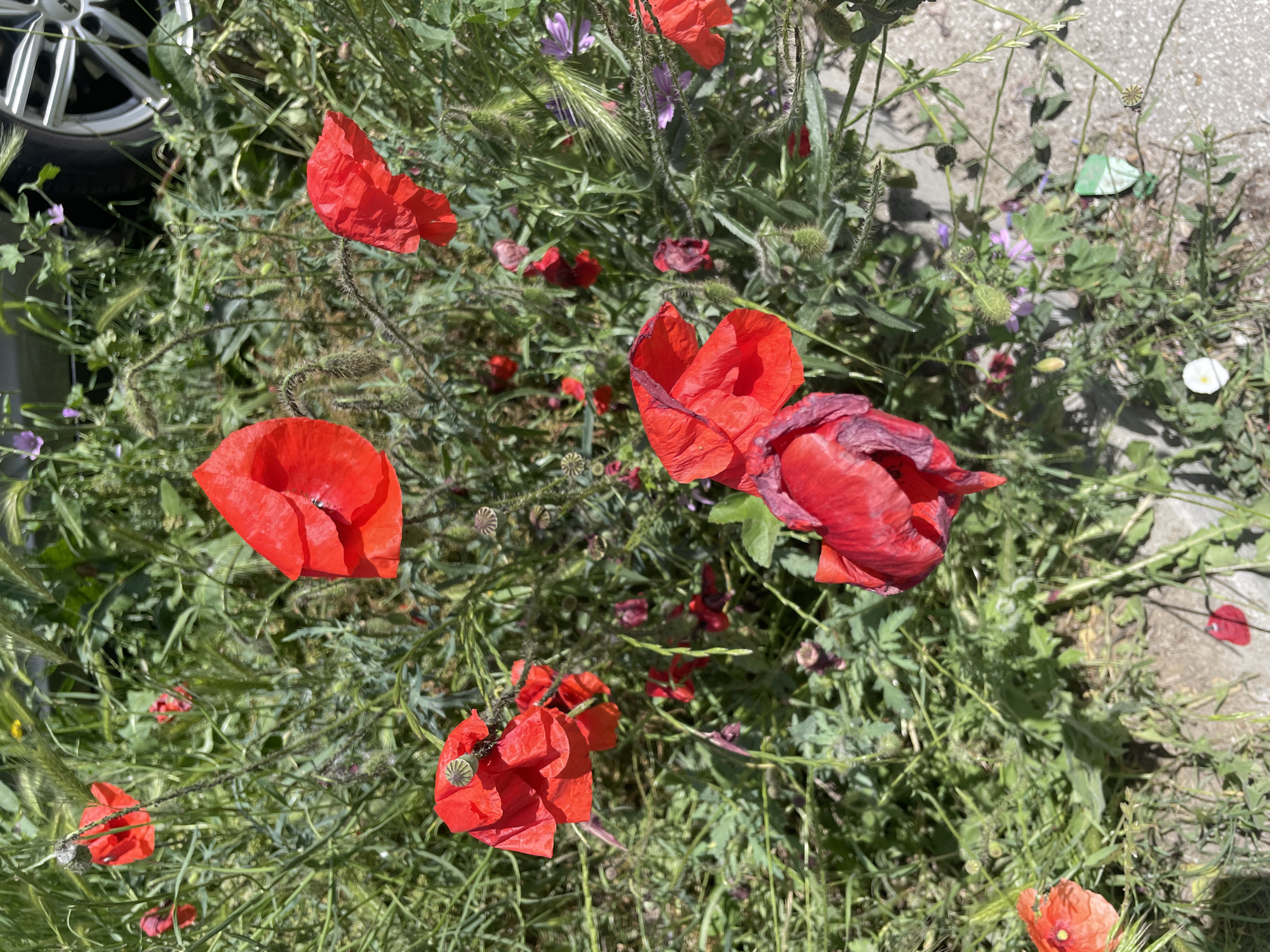 The image shows a patch of red poppies and other plants growing near a paved area, possibly a sidewalk or street. A car wheel is partially visible in the upper left corner. The photo was likely taken during the day in bright sunlight. There is no information to determine that the photo was taken in Plovdiv, Bulgaria.