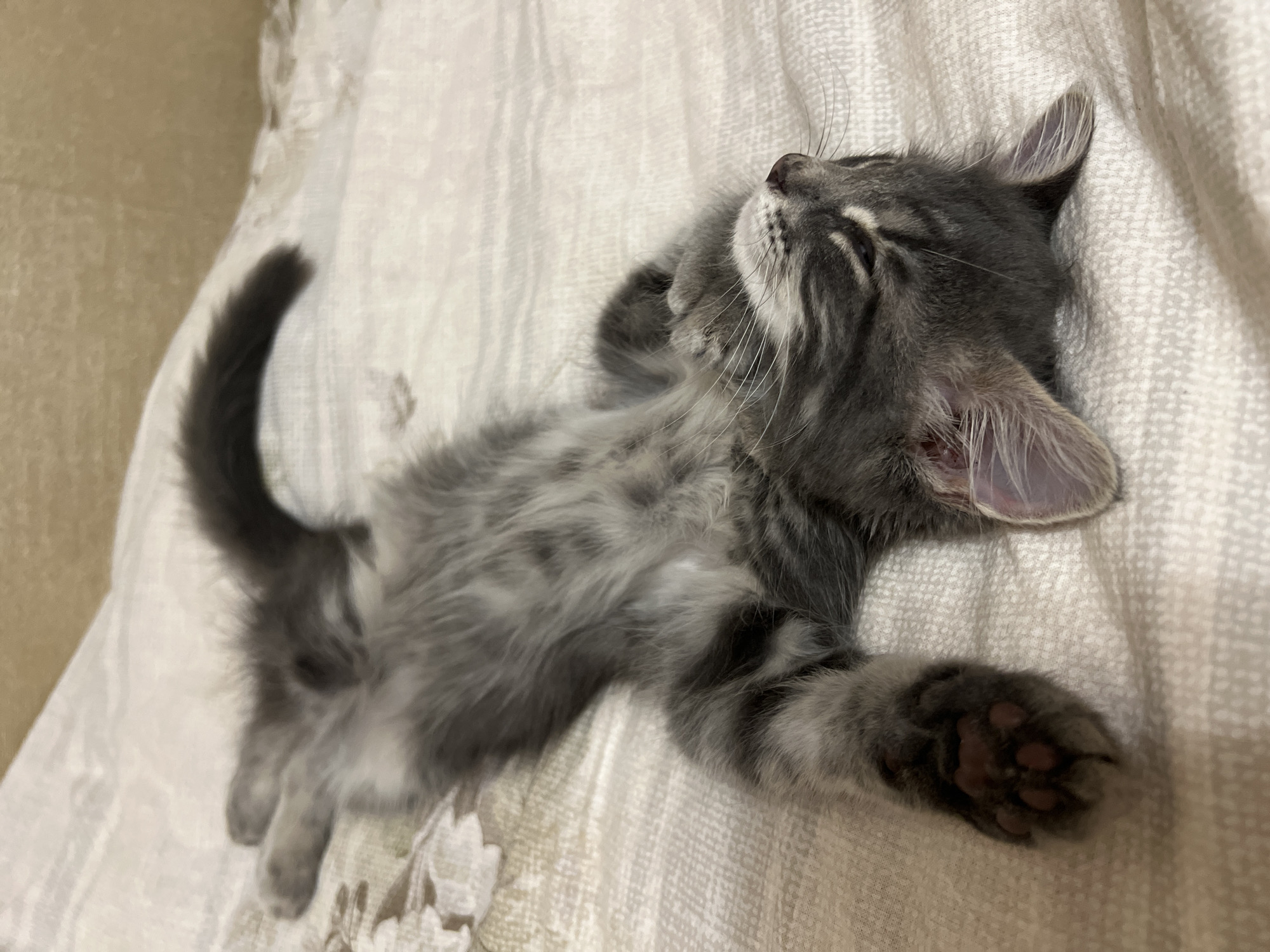 A grey tabby kitten is sleeping on its back on a patterned comforter. The kitten's eyes are closed, and its paws are outstretched. The kitten's fur is fluffy, and its tail is curled up over its body. The comforter has a floral pattern in muted tones of beige and cream. The background is a blurred light brown wall. The scene appears to be indoors, likely in a bedroom. The location is Здоровье-2 Снт, Russia.