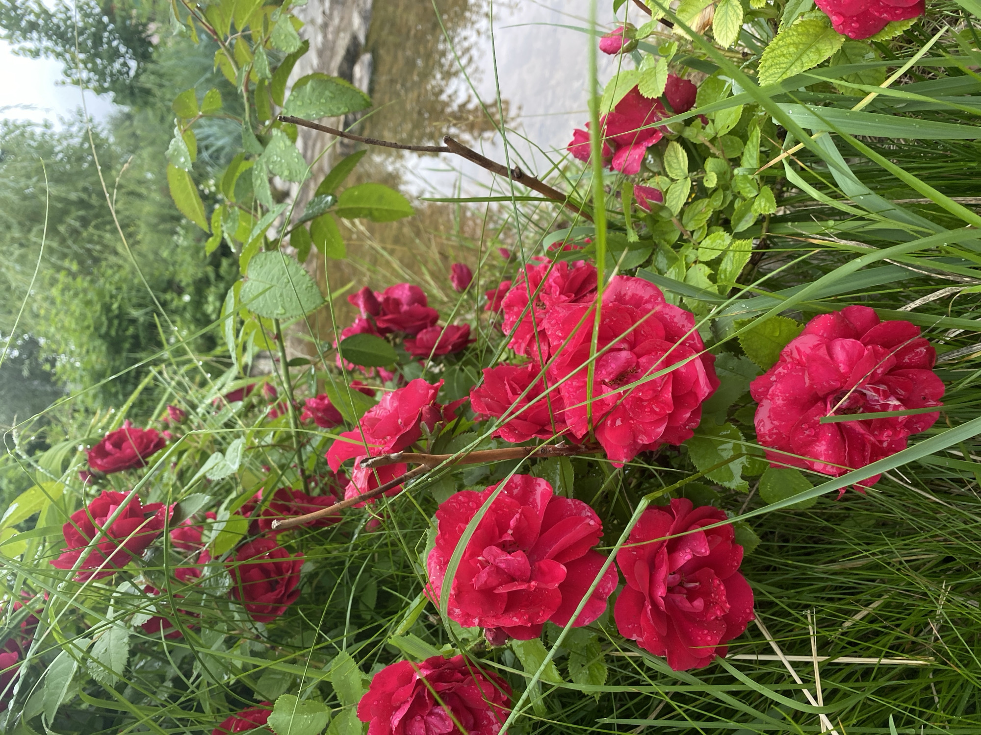 A close-up, eye-level outdoor photograph captures a cluster of vibrant red roses with water droplets on their petals, suggesting recent rain. The roses are interspersed with tall, green grass, some blades of which cross in front of the flowers. In the background, a body of calm water, possibly a pond or slow-moving stream, is visible with reflections of trees and the sky. Further in the distance, lush green foliage and trees form a natural backdrop. The overall impression is one of a serene garden scene, possibly in Zelenodolsk, Russia, with the soft focus of the background creating depth. There are no people or animals present.