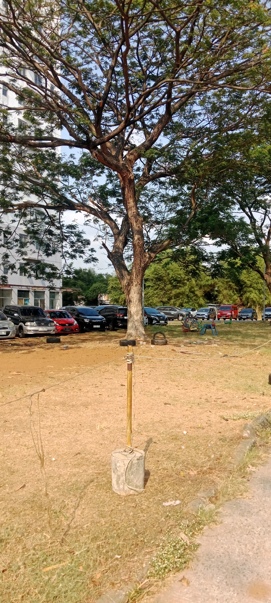 An exterior vertical medium shot captures a large tree with a thick trunk and extensive branches in the foreground, casting shadows on dry, brown grass and some patches of green. A concrete base with a wooden pole, bound by rope, stands near the center of the frame. In the midground, a line of parked cars, including a red hatchback, several black SUVs, and silver cars, are visible in front of a white, multi-story building with numerous windows. Beyond the cars, a dense stand of bamboo and other green foliage forms the background, with a sliver of blue sky peeking through the tree canopy. The scene appears to be a parking lot or open area adjacent to a building, likely in a tropical or subtropical urban environment. The lighting suggests it is daytime, possibly late afternoon due to the angle of the shadows. The area seems somewhat neglected, with dry grass and scattered debris. There are no people visible in the image.