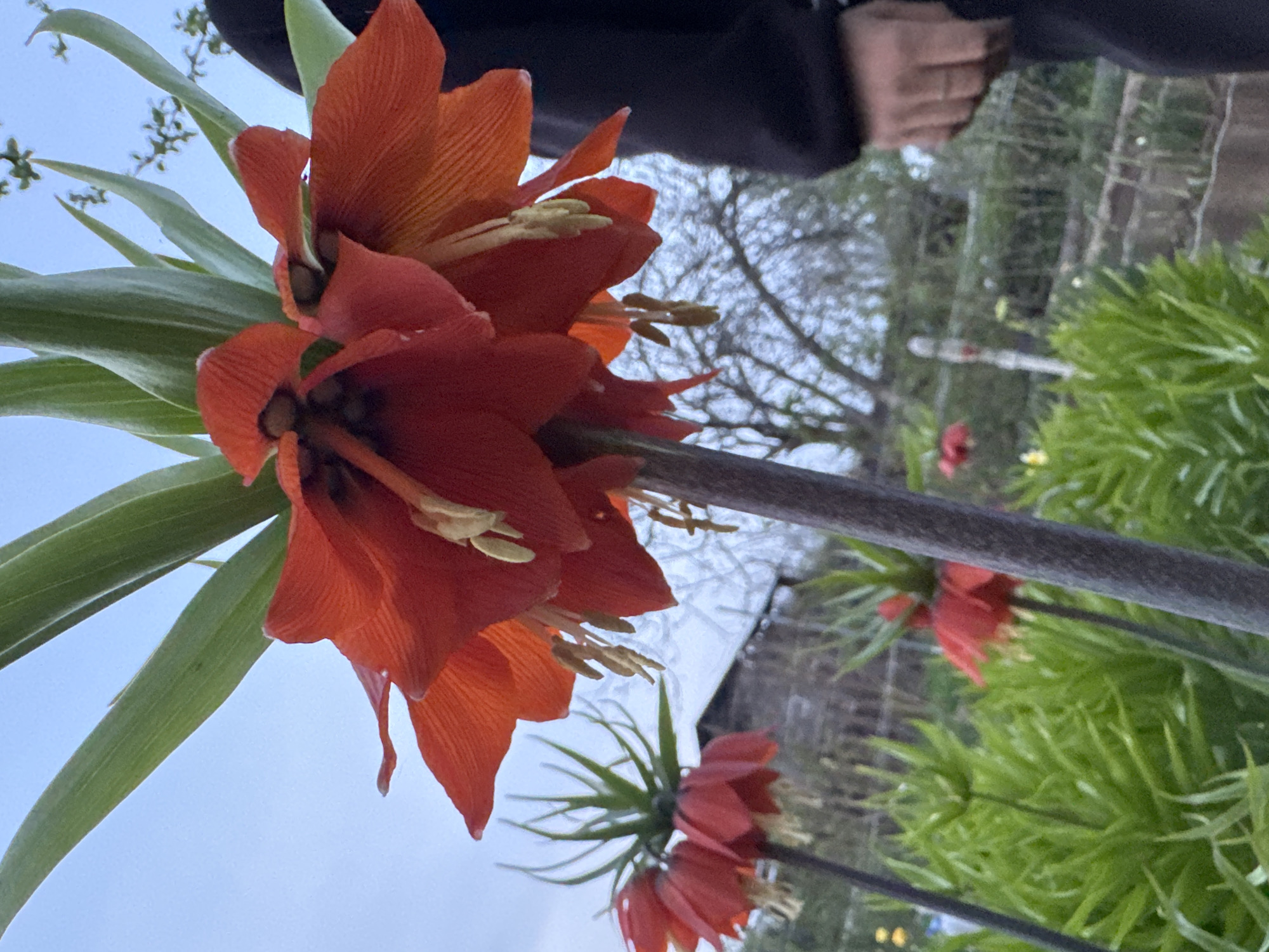 A close-up shot of a Fritillaria imperialis, commonly known as Crown Imperial flower, in an outdoor setting, likely in a garden. The flower is predominantly orange-red, with several blossoms clustered at the top of a stem. Green leaves are sprouting from the stem just beneath the flower heads. The background includes a blurred view of other plants, trees, and what seems to be a partially visible structure with a reflective surface. There is a person’s hand and part of their dark clothing visible in the upper portion of the frame. The sky is light blue, suggesting daytime. The image appears to be taken from a low angle, looking upwards at the flower. The exact location within Mayak, Russia is indeterminable from the image.