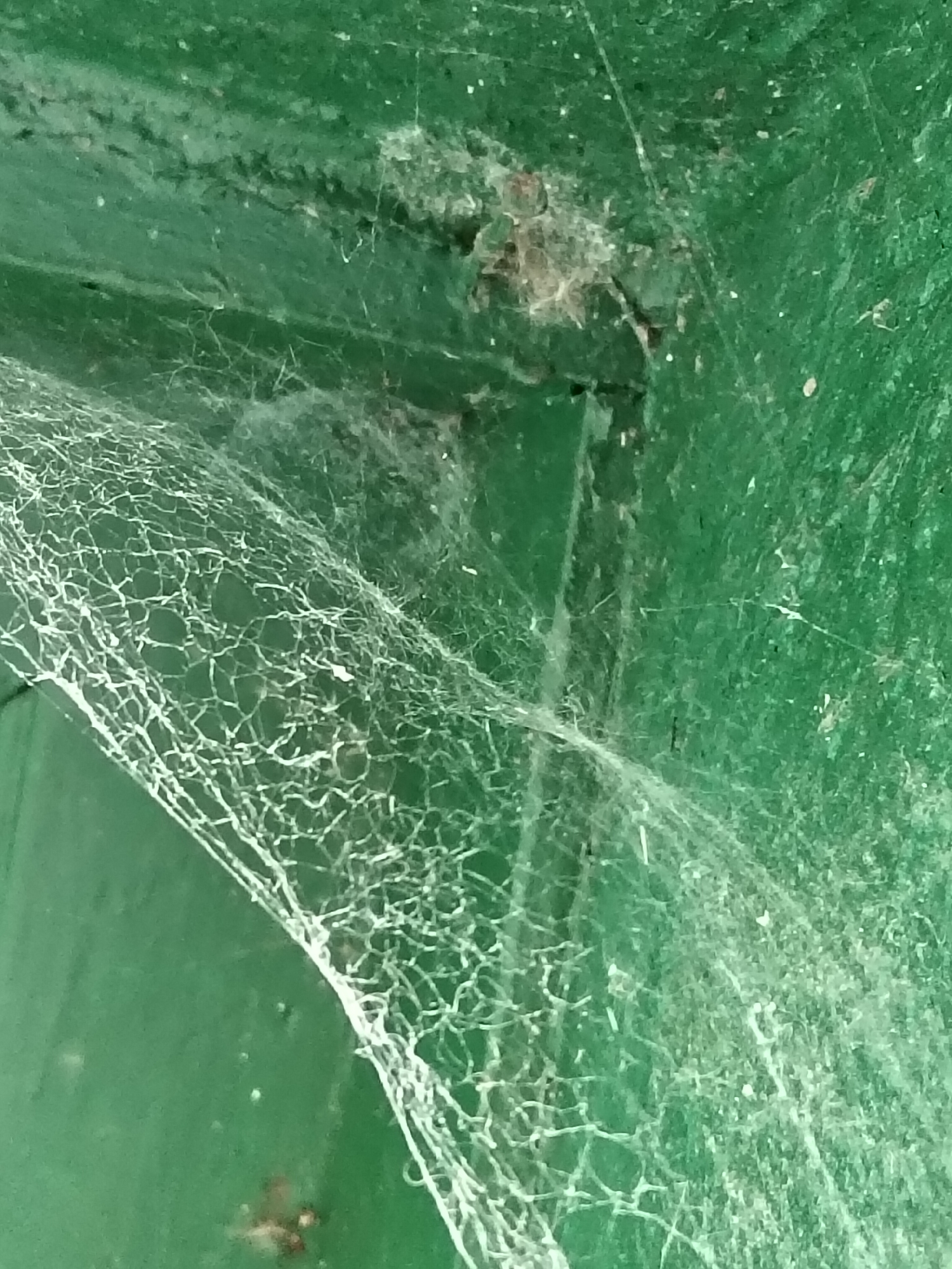 A close-up photograph taken in Biliaivka, Ukraine, displays a section of a weathered, dark green painted surface, possibly wood or metal, extensively covered by cobwebs and accumulated debris. A prominent, thick, white cobweb with an irregular, intricate mesh-like pattern dominates the lower-left and central portions of the image. Finer, more diffuse strands of cobweb are scattered across the upper and right areas. In the upper central region, a concentrated cluster of brown and greyish particulate matter, likely dust or organic debris, is embedded within a dense area of webbing, adjacent to a subtle imperfection or crack in the green surface. The green surface itself exhibits minor abrasions, dirt specks, and textural variations, consistent with exposure. A discernible vertical edge or corner of the green structure is visible on the right side, suggesting a junction of two planes. No human figures or discernible fauna are present.
