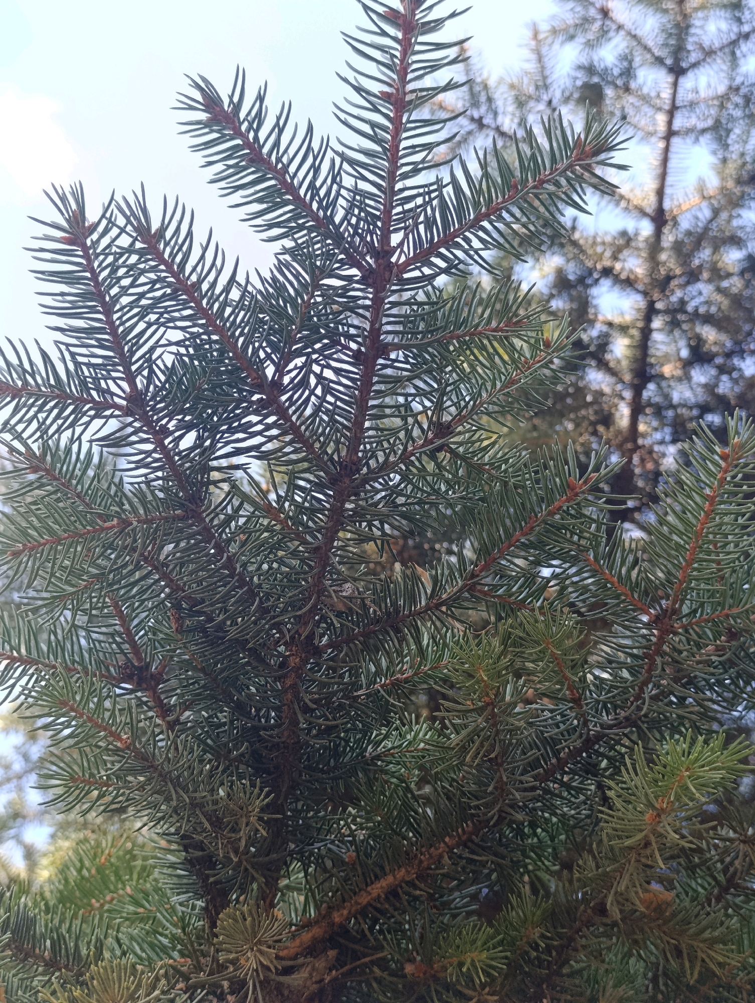 This is a close-up, eye-level, vertical shot of a pine tree branch against a light blue sky with a few faint clouds. The pine needles are a dark green color with reddish-brown stems. The needles are densely packed and point outward from the branches. In the background, out of focus, are more pine trees, creating a bokeh effect. The image appears to be taken outdoors in a natural setting. There is no indication of the specific location within Bila Tserkva, Ukraine. There are no people, actions, or interactions depicted.