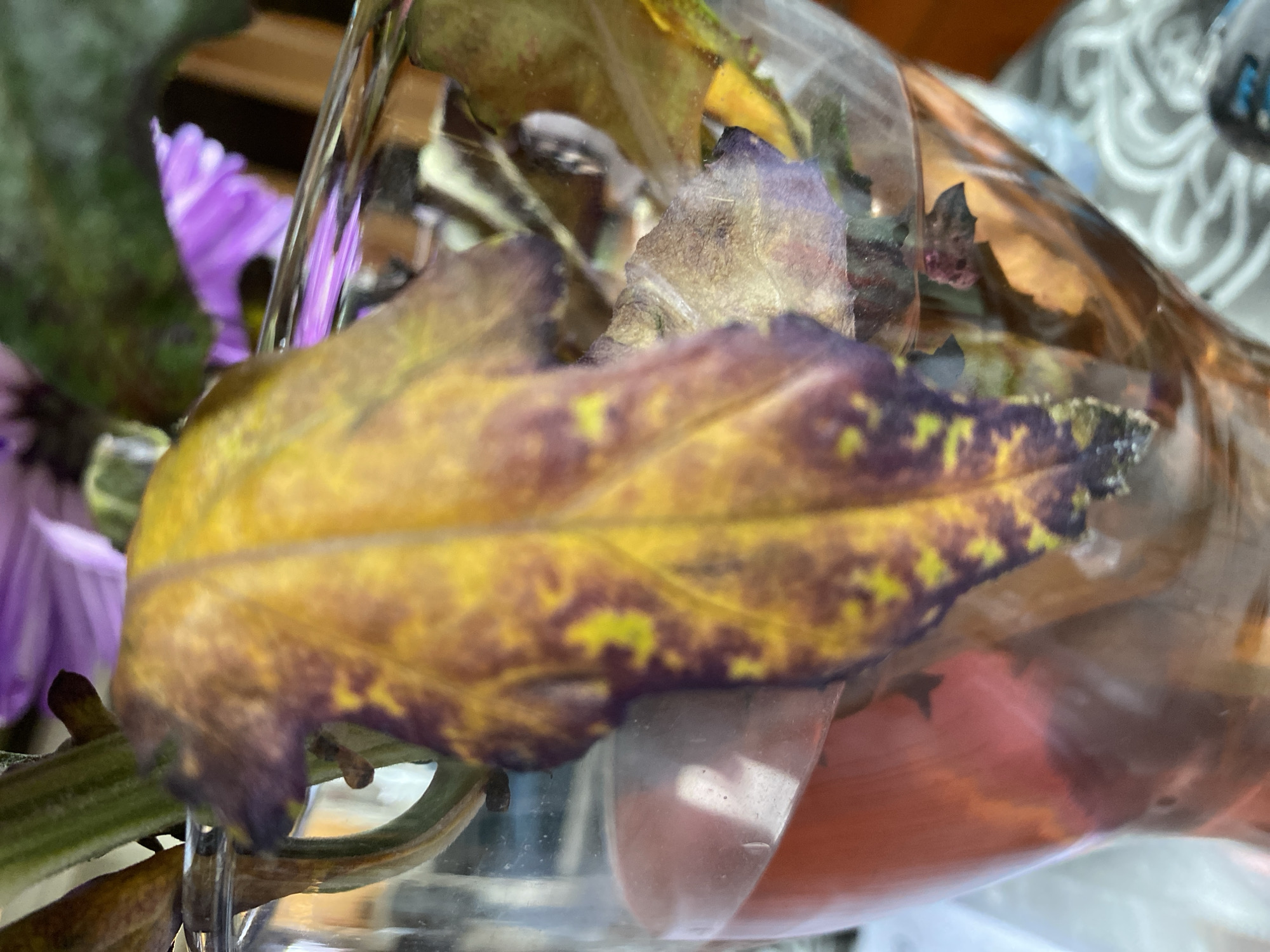 The image shows a close-up of a wilting plant with yellow and purple leaves in a glass vase filled with reddish-brown liquid. The plant is partially submerged in the liquid, and some of its leaves are decaying. The background is blurred, but it appears to be an indoor setting with a wooden surface. The image does not provide any information about the location in the city of Им. Коняшина Снт, Russia, or any people or actions.
