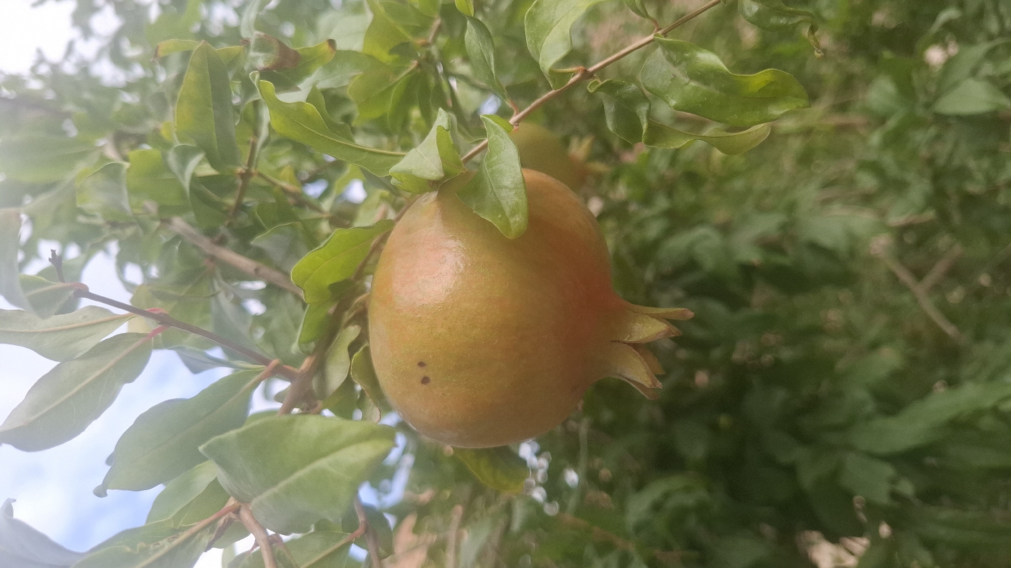 This media file is a close-up, eye-level shot of a ripening pomegranate hanging from a tree branch. The pomegranate is the primary subject, appearing in the center of the frame. It is round and slightly oblong, with a yellowish-orange skin tinged with red, and a distinctive calyx at its top with several pointed, petal-like lobes. Two small, dark spots are visible on the surface of the fruit.
The pomegranate is surrounded by green leaves, some of which are glossy and have a slightly wavy texture. The leaves are various shades of green and some have reddish tips. The branches are thin and woody. In the background, more foliage of the same tree and possibly other trees is visible, rendered in a soft focus, creating a sense of depth. The lighting suggests it is daytime, with natural light illuminating the scene. The sky, a pale blue with some white clouds, is visible through the leaves in the upper left portion of the image.
The scene depicts a natural setting, likely an orchard or garden in Yangi Abad, Uzbekistan, given the location context. There are no people or any text visible in the media file. The overall impression is one of natural growth and the early stages of fruit ripening. The image is well-lit and the focus on the pomegranate allows for appreciation of its details.