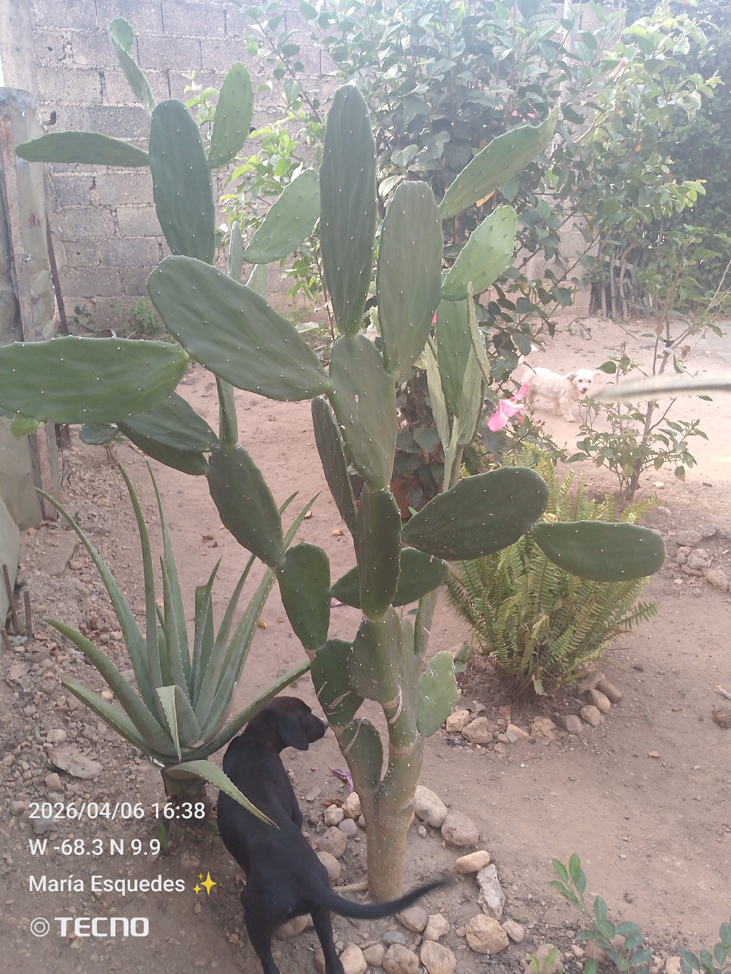The image shows a garden scene. In the foreground, there's a prickly pear cactus and an aloe vera plant. A black dog stands near the aloe vera. In the background, another white dog is partially visible behind some plants. The ground is covered with dirt and rocks. A block wall is visible in the upper left corner. There is text at the bottom of the image with a date, time, and location coordinates (W -68.3 N 9.9) followed by a name and a brand "TECNO". The location is Unknown, Unknown.