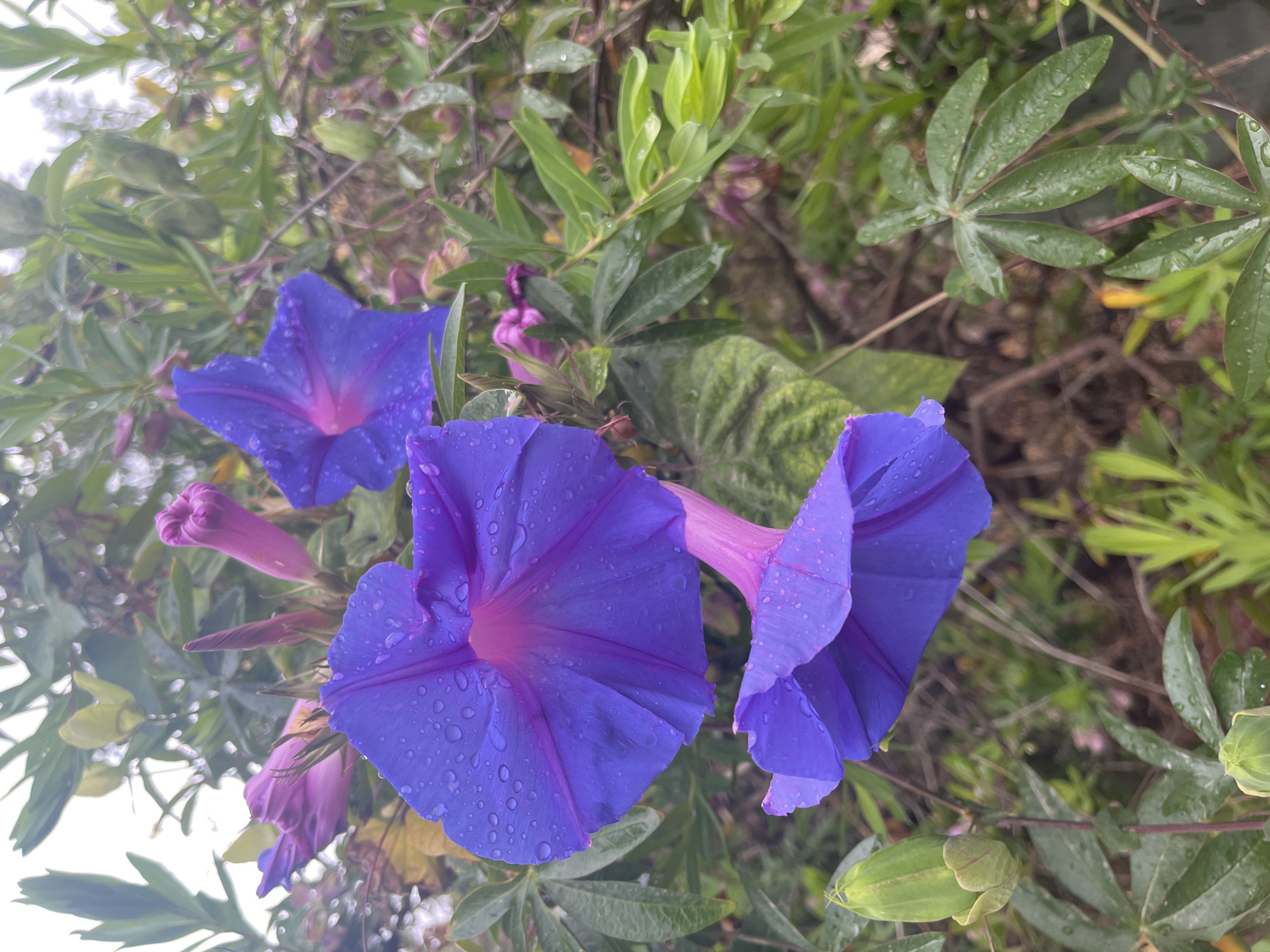 The image shows several blue morning glory flowers with pink centers, covered in raindrops. The flowers are surrounded by various green leaves, some with multiple lobes. The background consists of more foliage, suggesting the flowers are growing in a garden or natural setting. Specific location within Santeru/San Vero Milis, Italy cannot be determined from the image. No people or interactions are visible.